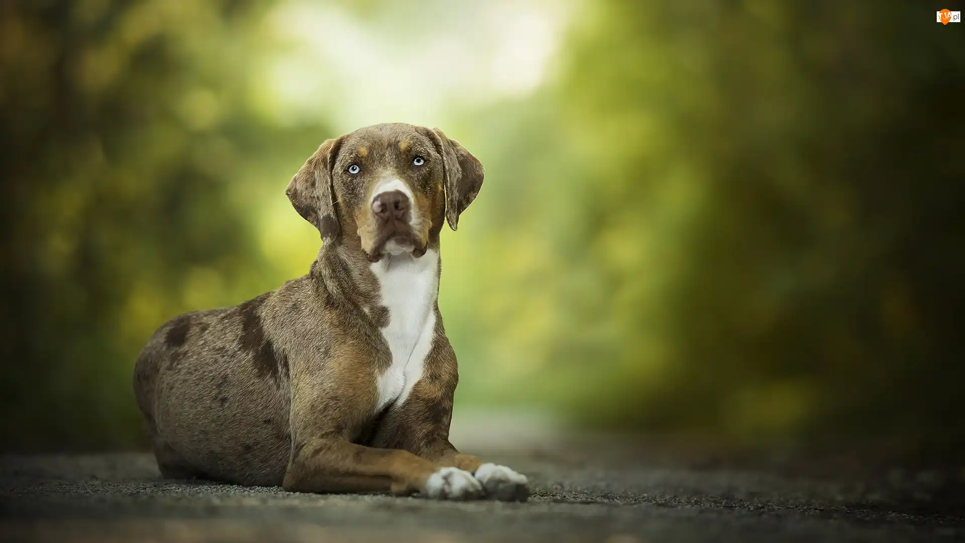 Catahoula leopard dog, Leżący, Pies