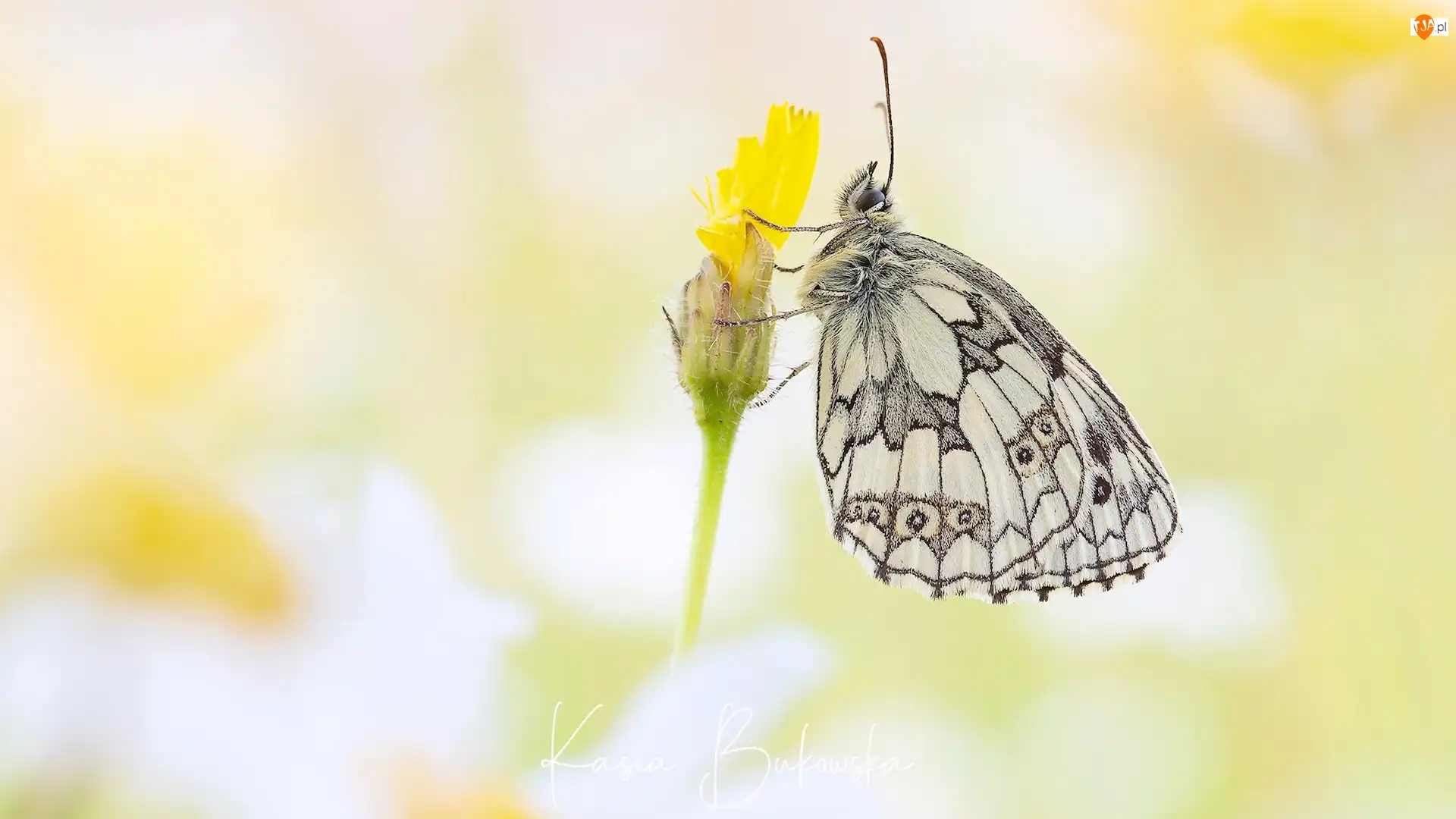 Żółty, Motyl, Polowiec szachownica, Kwiatek