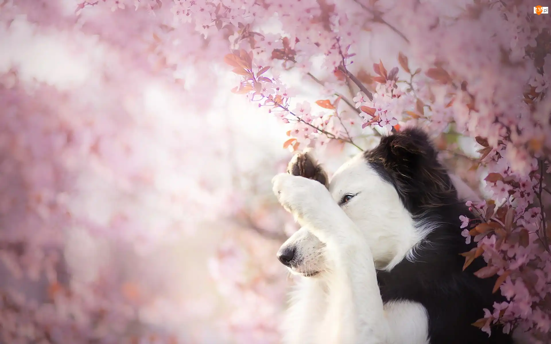 Kwiaty, Border collie, Gałązki
