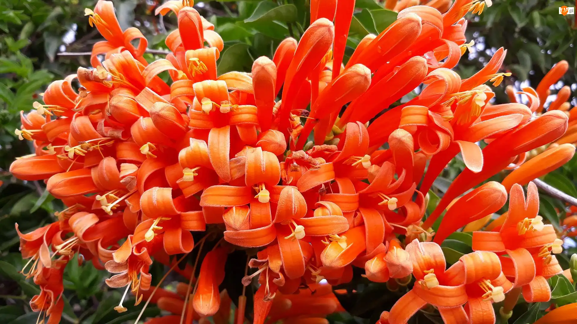 Pyrostegia powabna, Pomarańczowe, Kwiaty, Pnącze