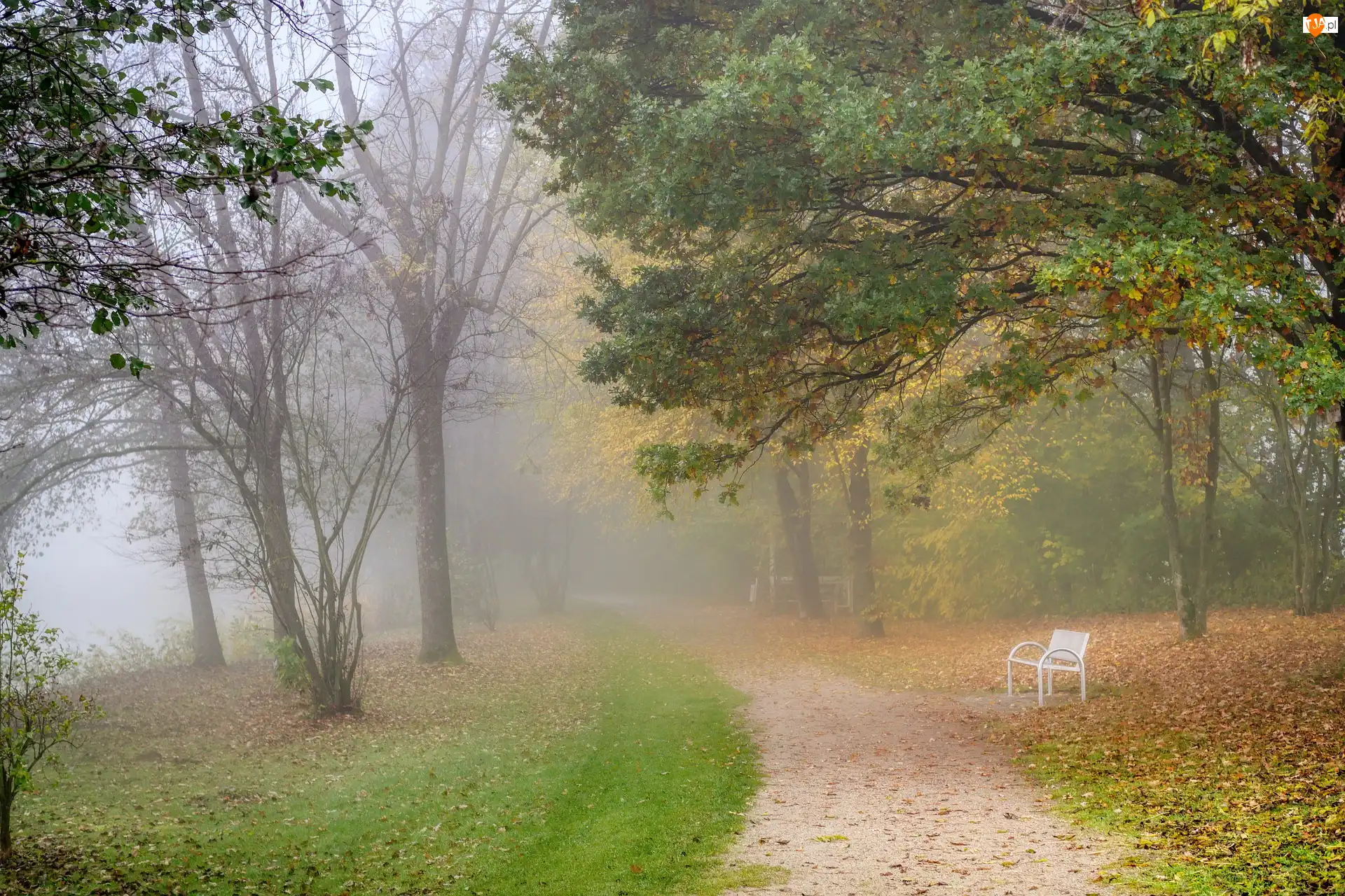 Opadłe, Jesień, Park, Liście, Mgła, Ławka, Ścieżka, Drzewa