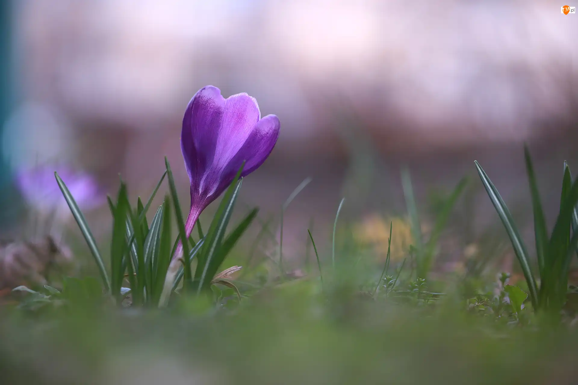 Krokus, Rozświetlony, Fioletowy, Kwiat