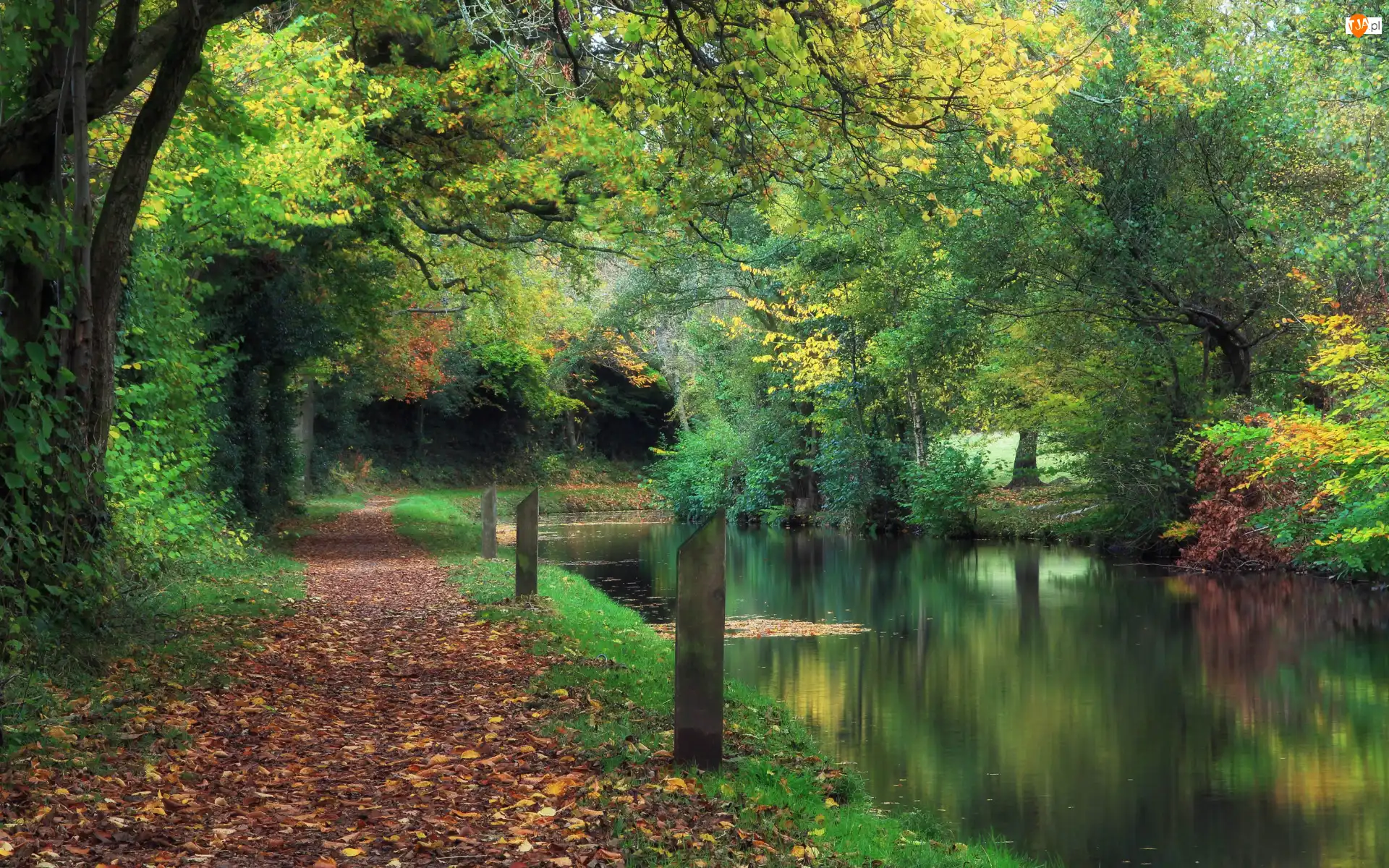 Rzeka, Park, Ścieżka, Liście, Drzewa, Opadłe