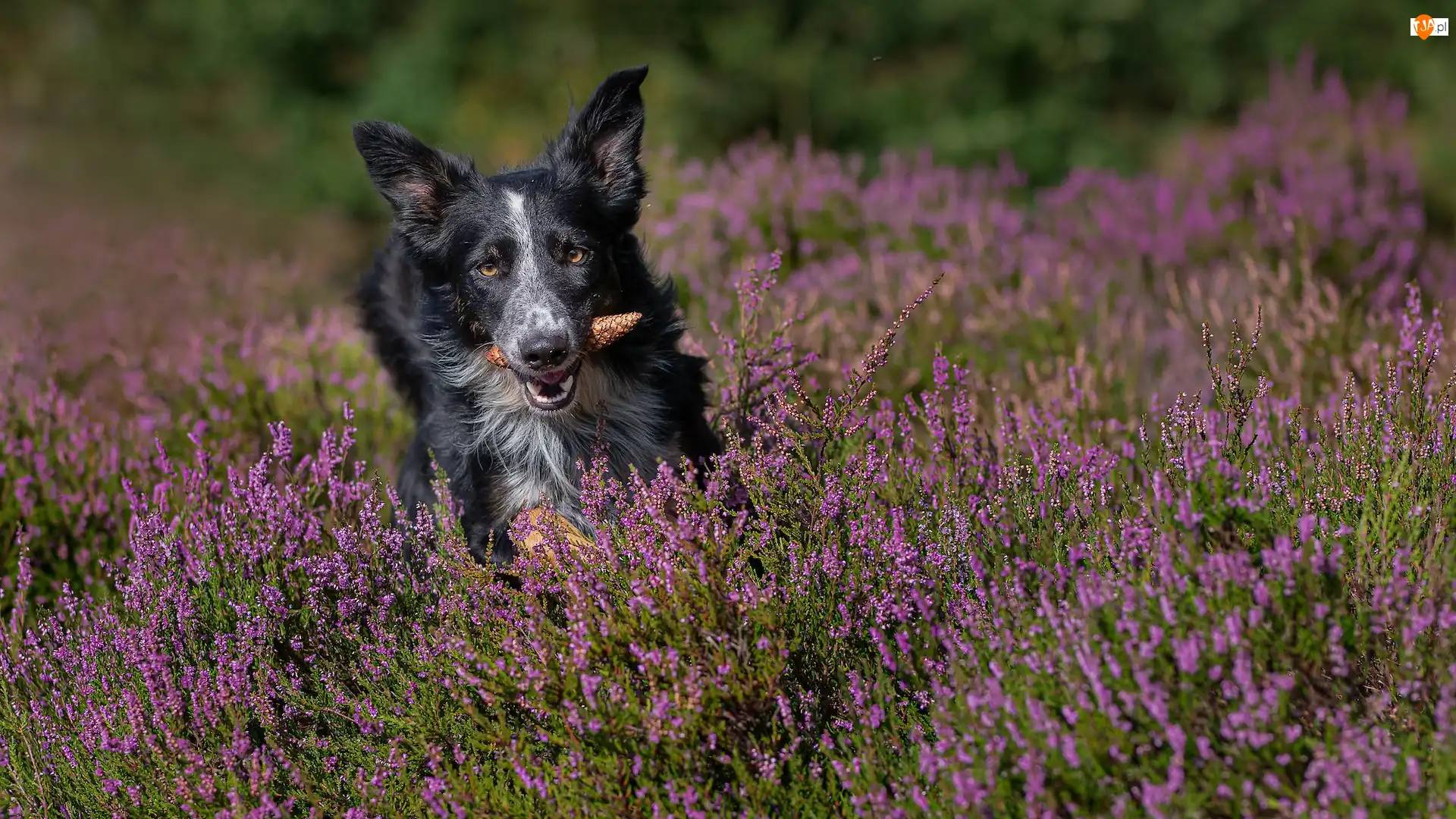 Wrzosy, Pies, Border collie, Szyszka