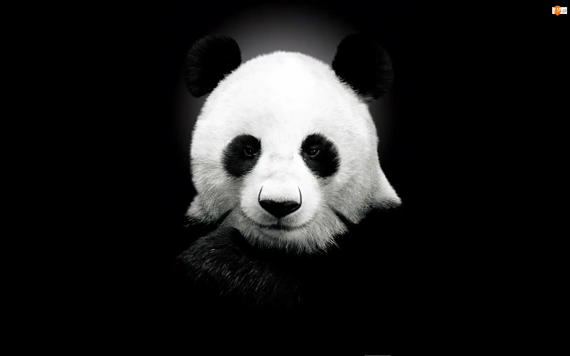 Panda, Czarno, Biała