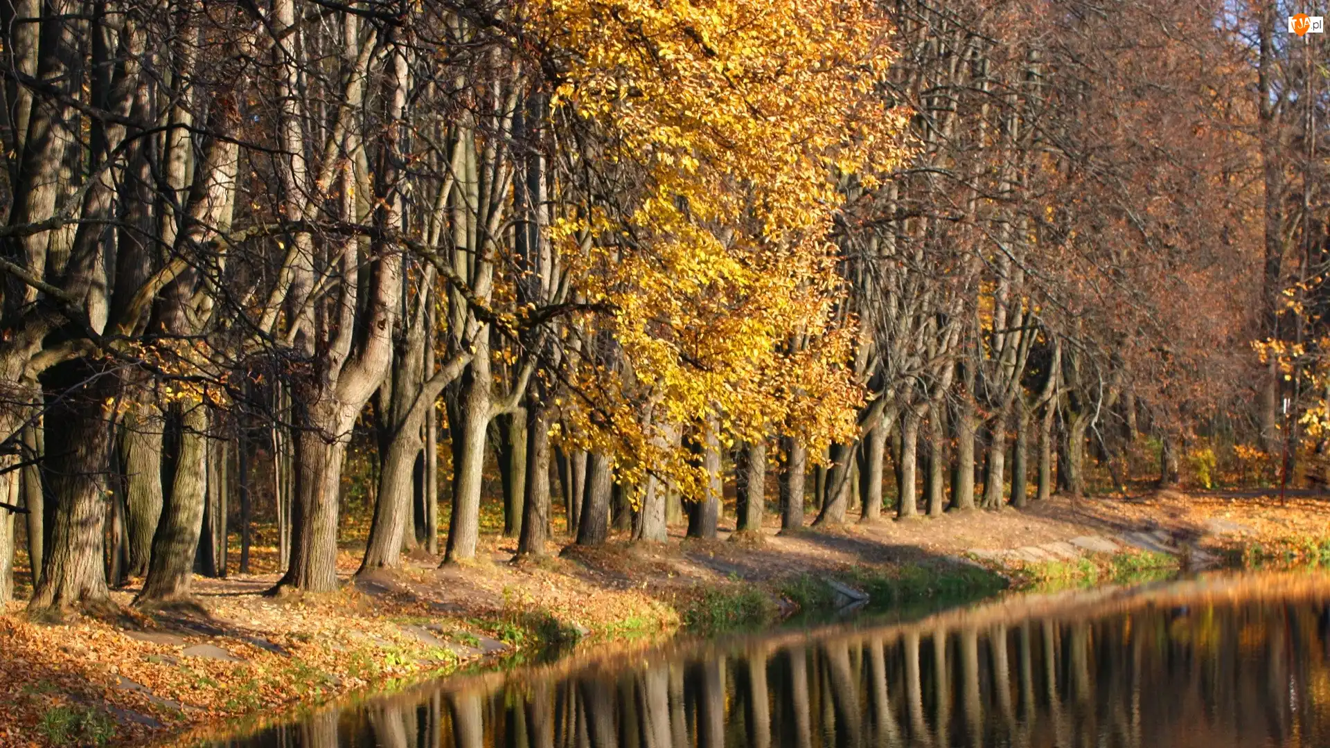 Staw, Park, Jesień, Drzewa