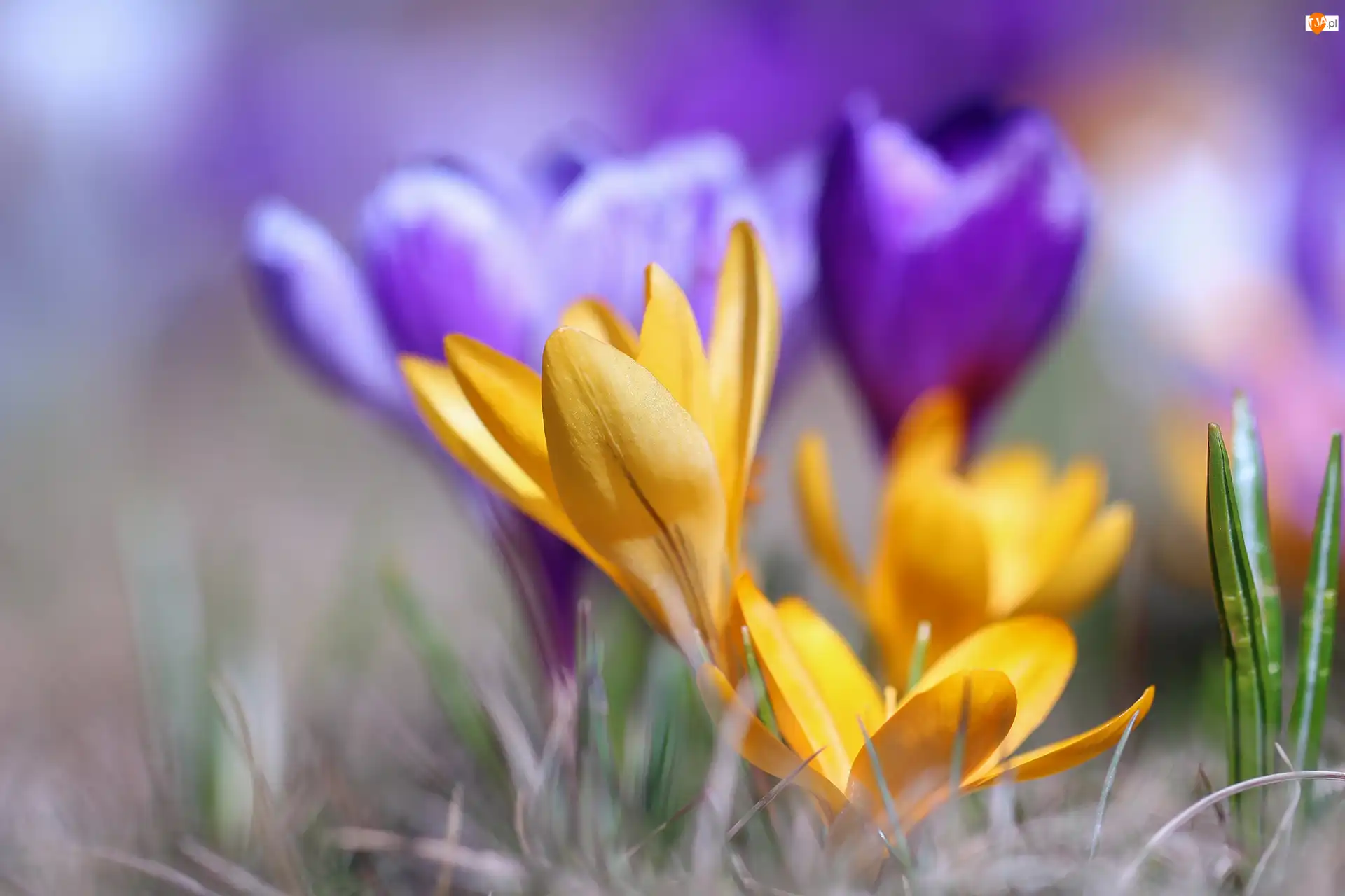 Kwiaty, Żółty, Krokus