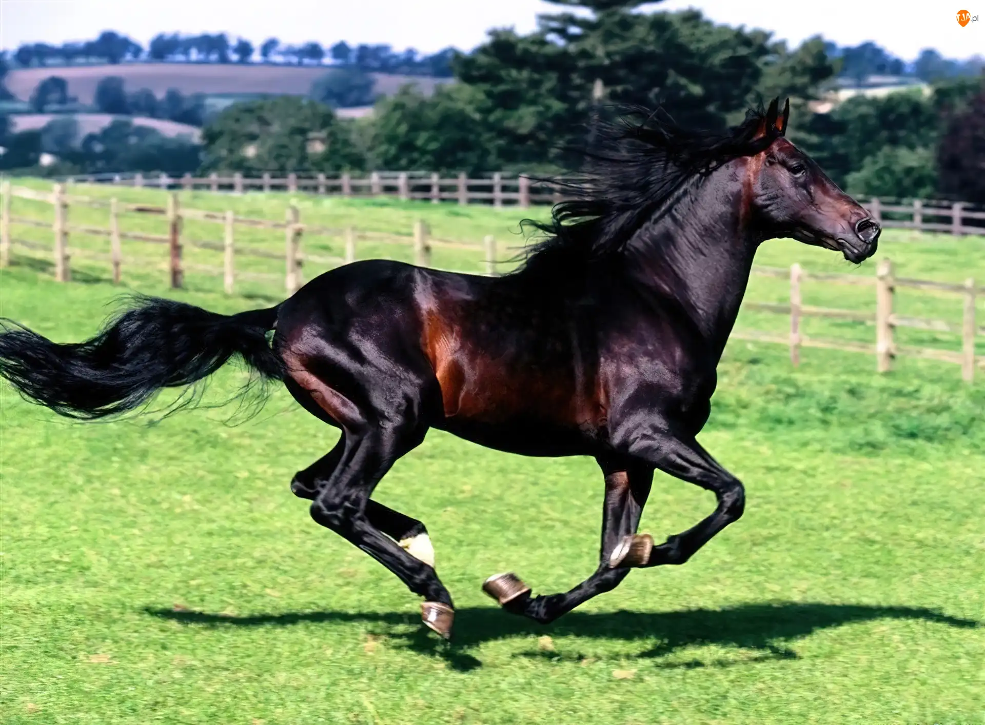 Galop, Wspaniały, Koń