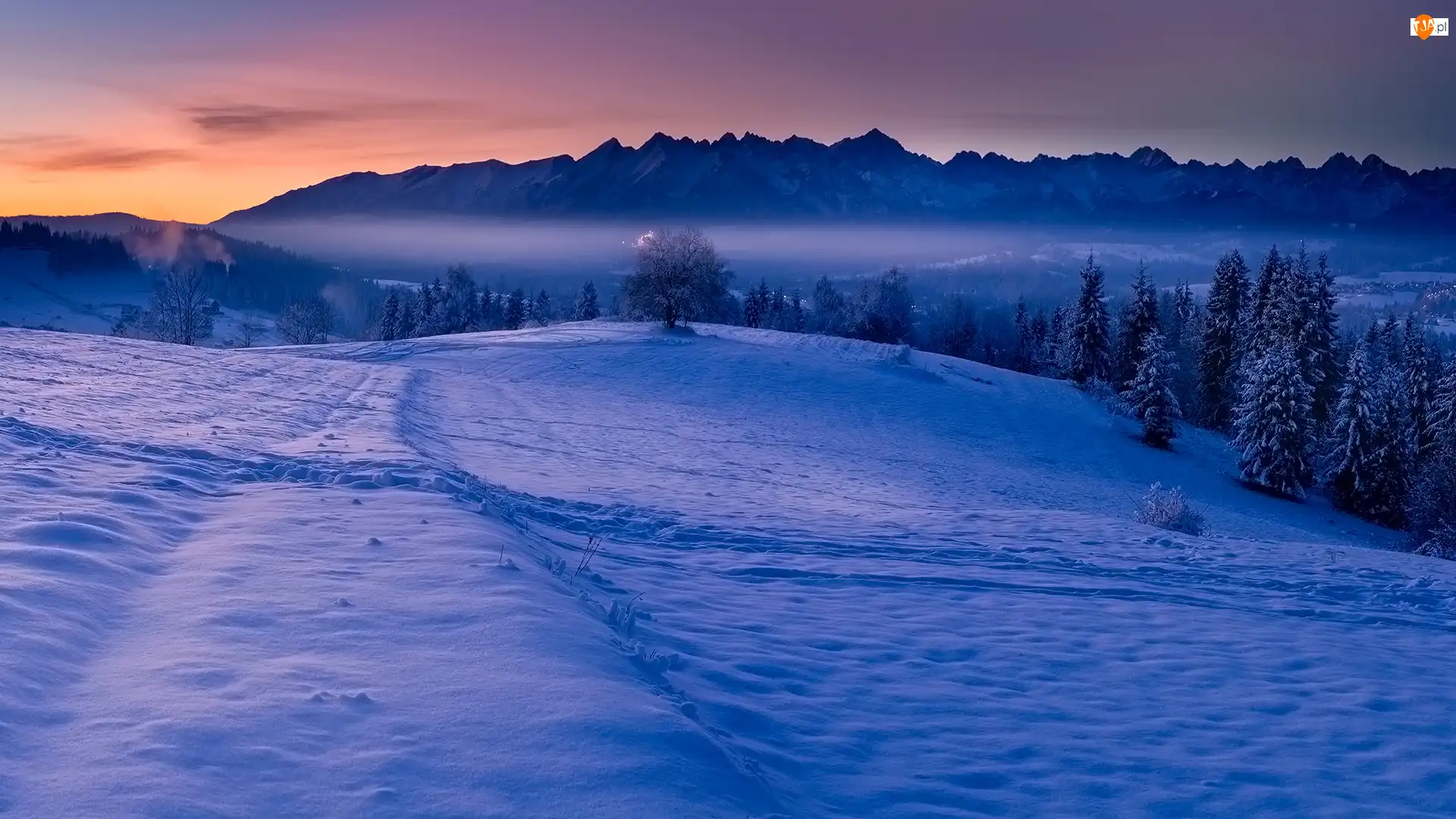 Las, Polska, Drzewa, Zima, Góry Tatry
