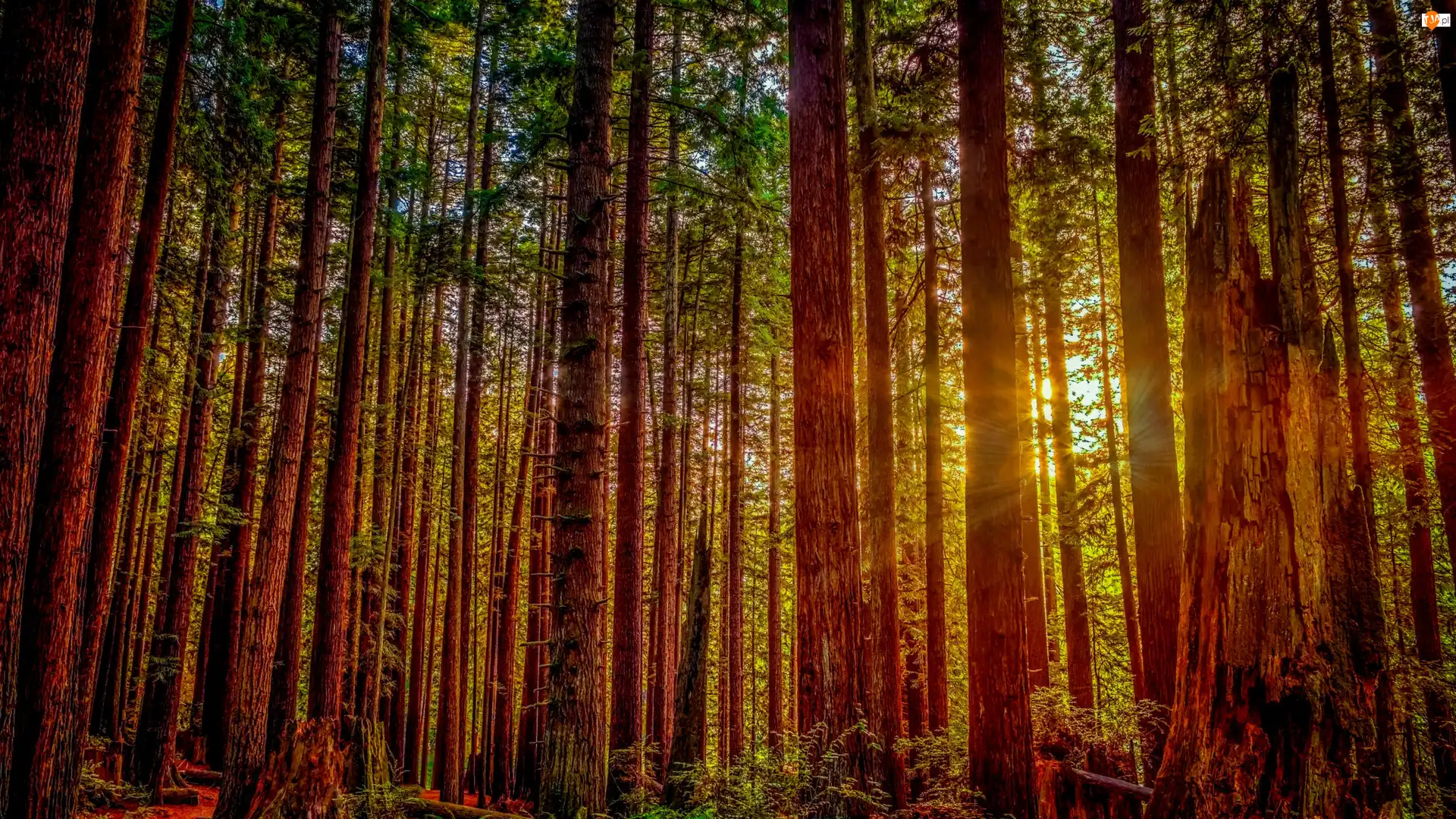 Park Narodowy Redwood, Promienie słońca, Stan Kalifornia, Stany Zjednoczone, Drzewa