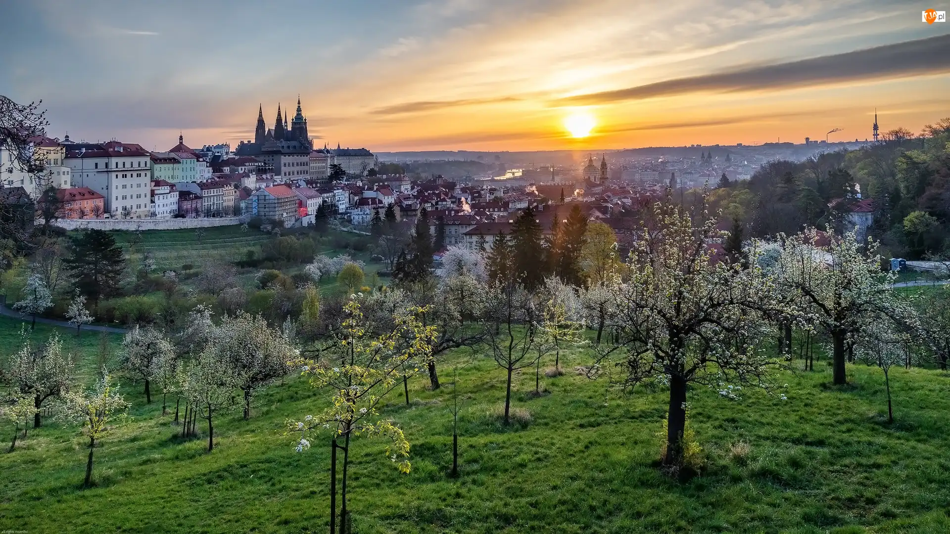 Drzewa, Wiosna, Praga, Czechy, Wschód słońca