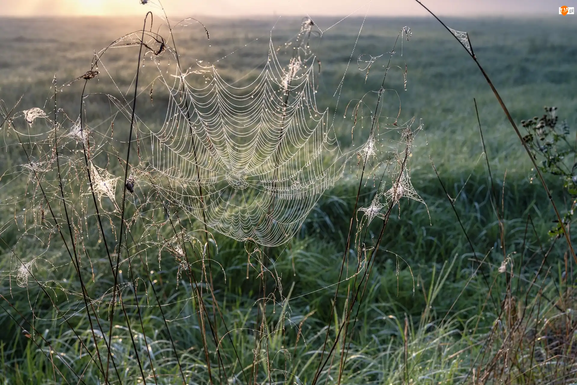 Rośliny, Pajęczyna, Trawa