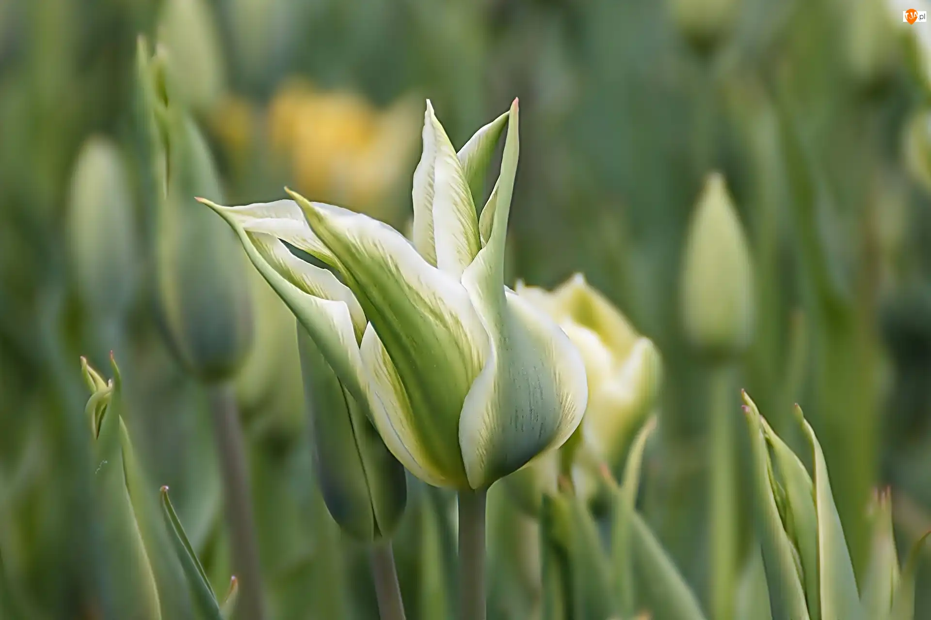 Tulipany, Biało, Zielone