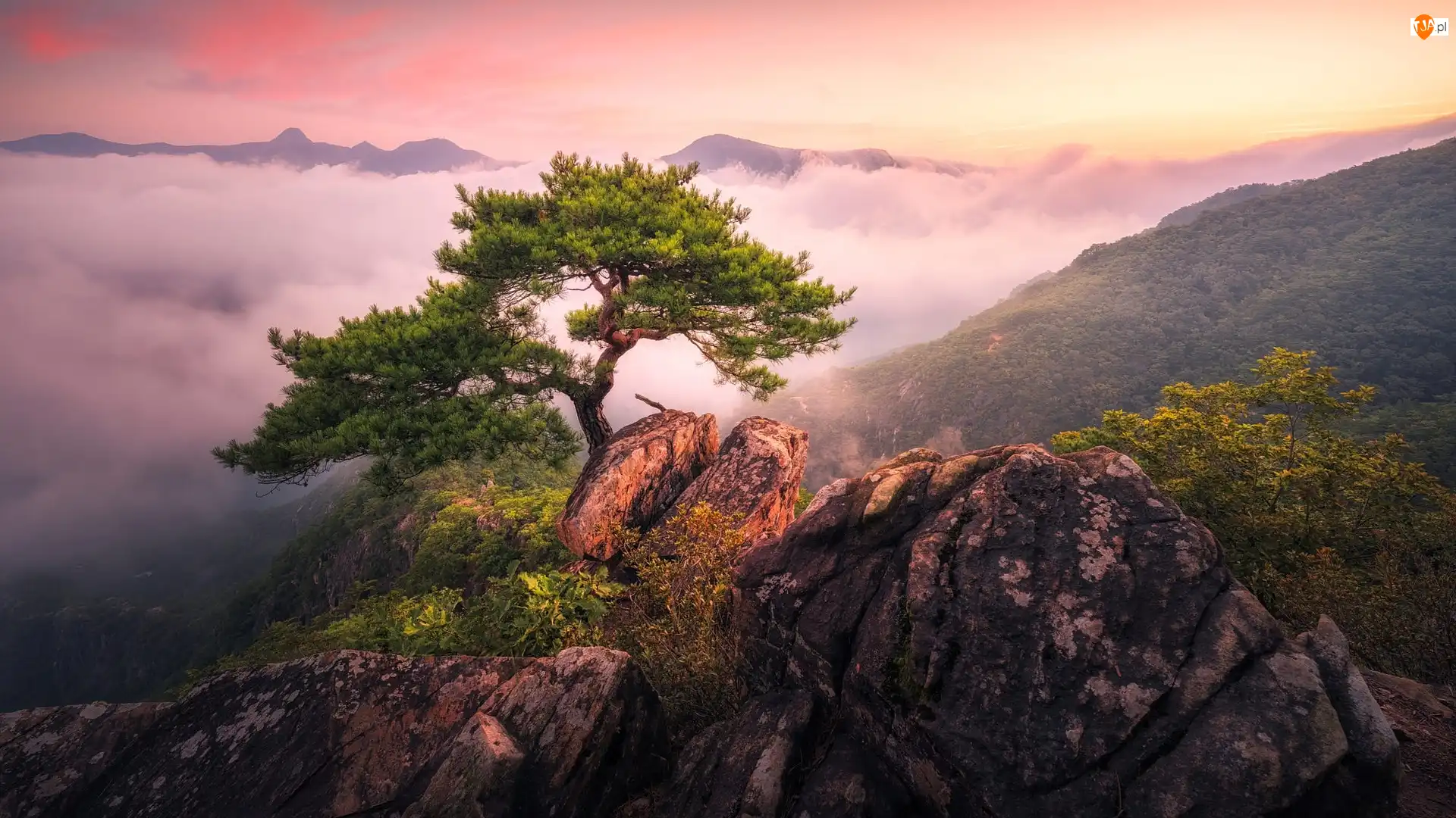 Skały, Drzewo, Korea Południowa, Mgła, Jebibong, Góry, Sosna