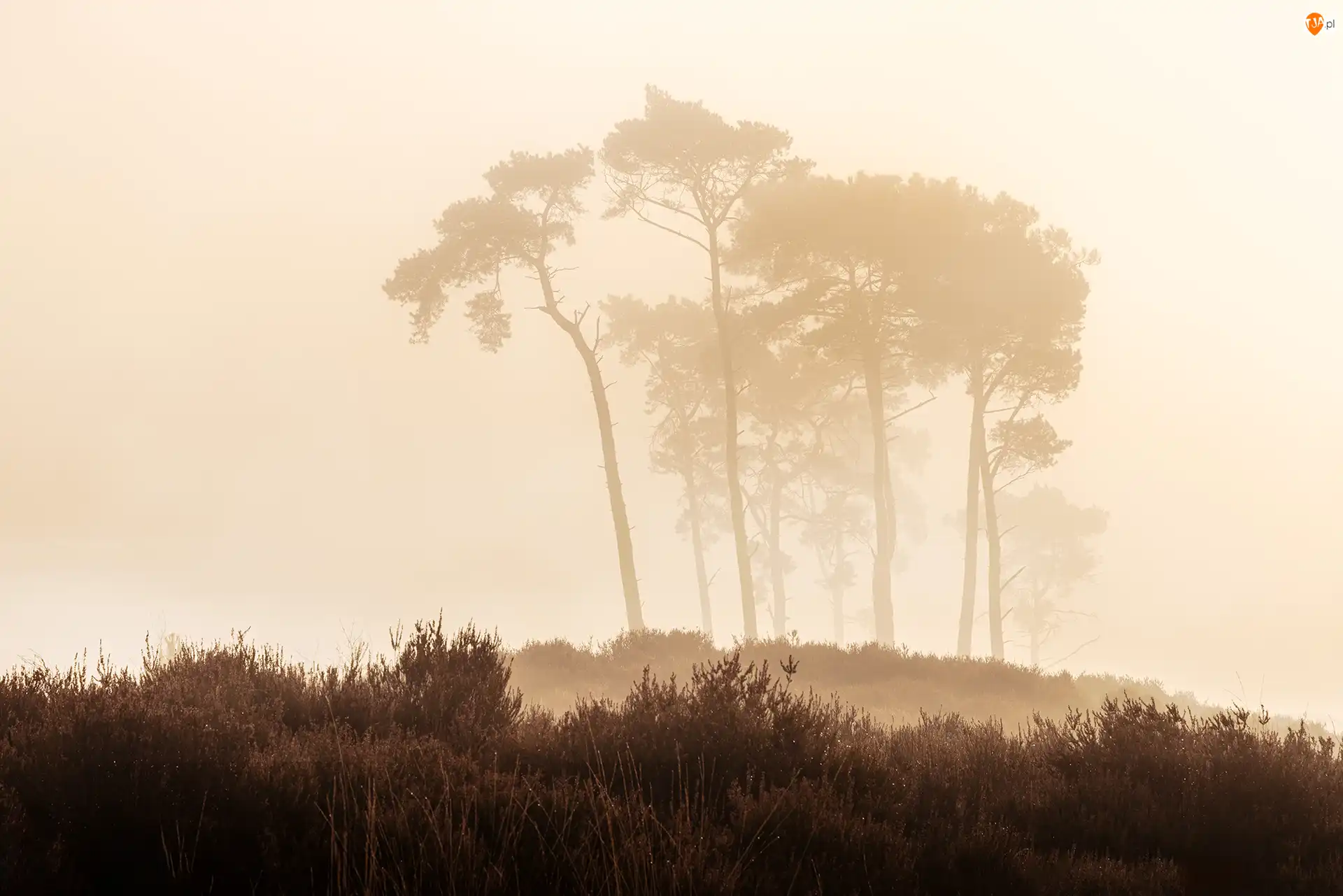 Belgia, Poranek, Kalmthout Heath, Rośliny, Rezerwat przyrody, Mgła, Drzewa, Wrzosowisko, Wzgórze
