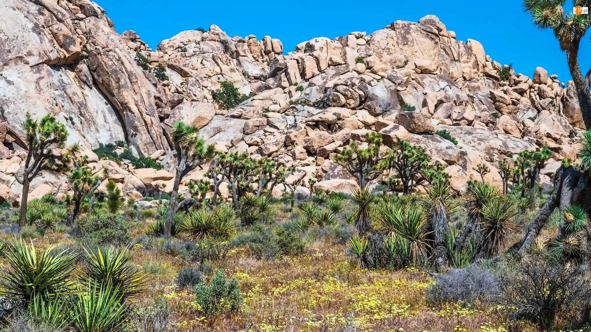 Góry, Rośliny, Stany Zjednoczone, Park Narodowy Joshua Tree, Kalifornia, Drzewa, Kwiaty