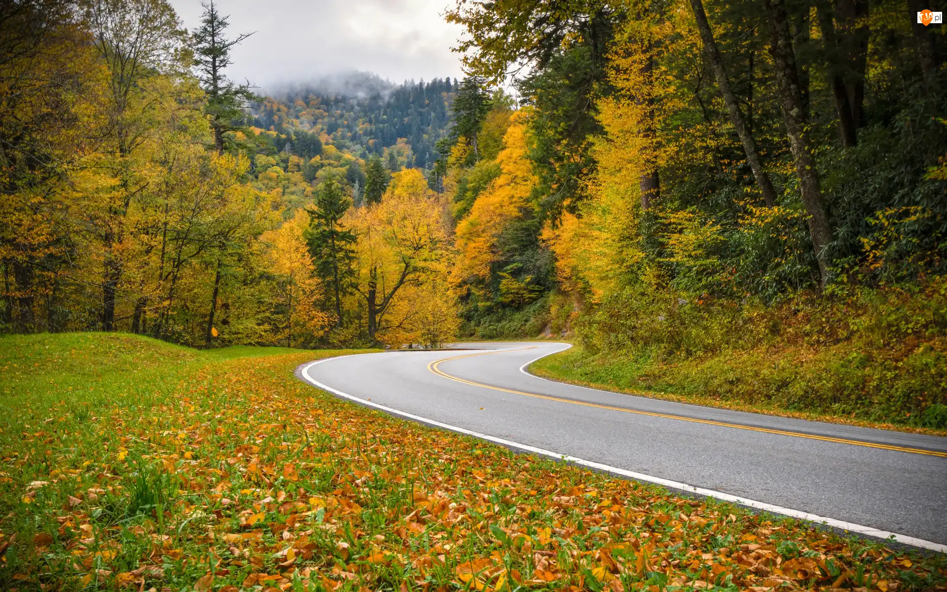 Trawa, Jesień, Góry, Liście, Stan Tennessee, Drzewa, Droga, Zakręt, Park Narodowy Great Smoky Mountains, Opadłe, Stany Zjednoczone, Kolorowe, Las