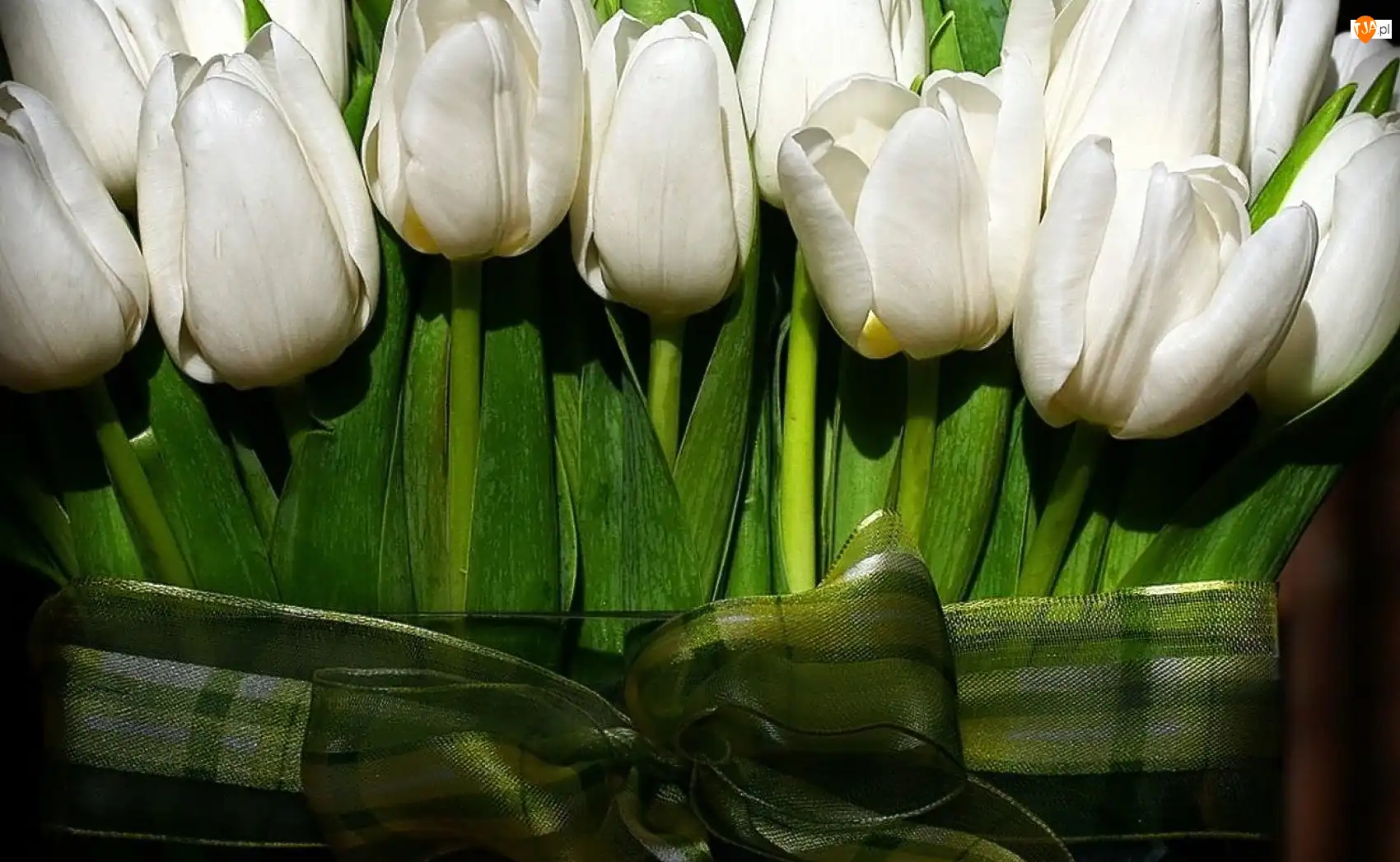 Tulipanów, Kokardka, Białych, Wiązanka, Zielona