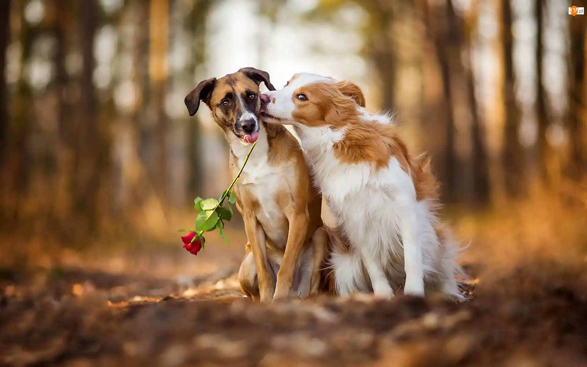 Psy, Dwa, Border collie, Rozmyte tło, Nierasowy, Róża