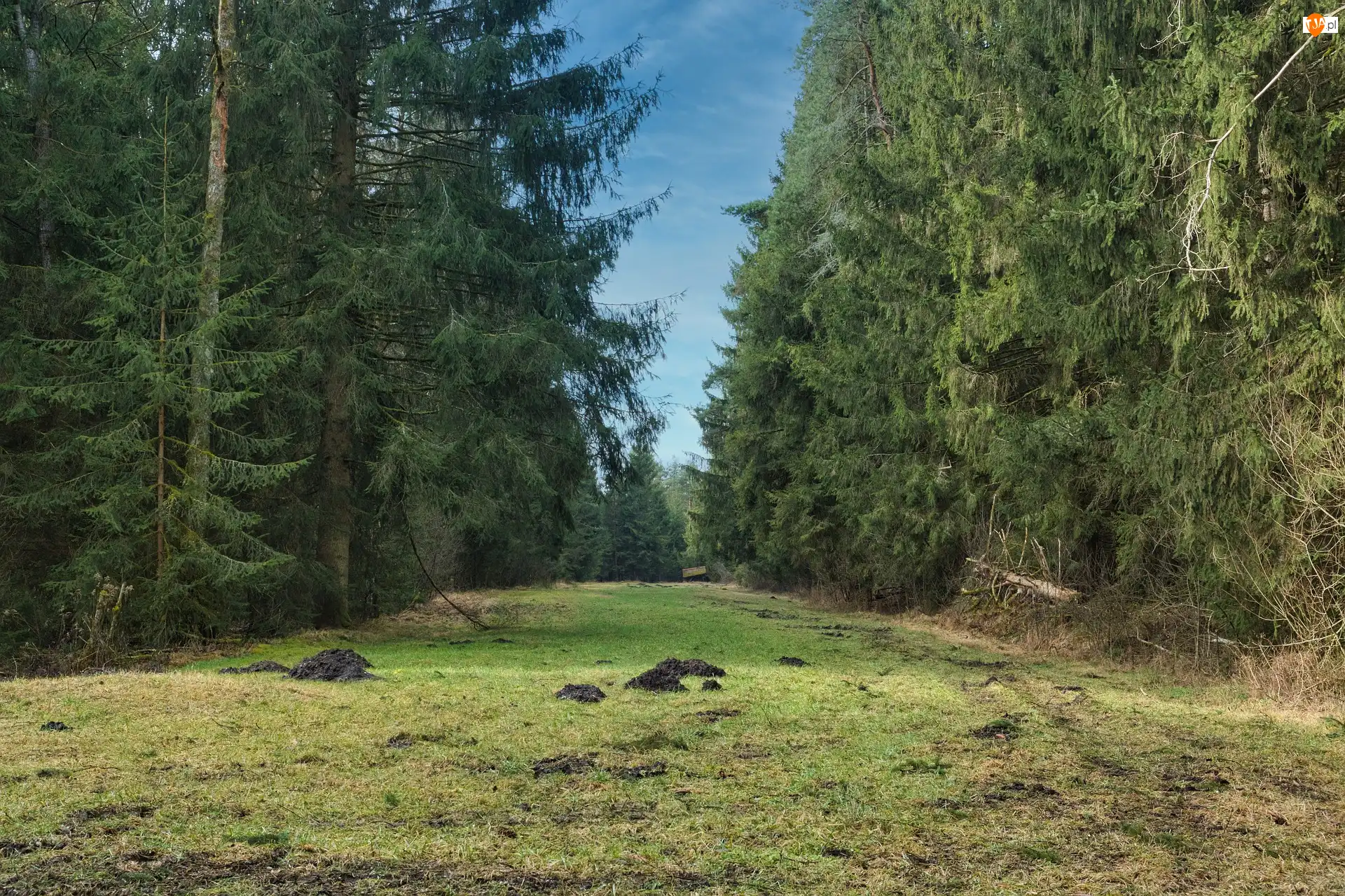Kretowiska, Las, Świerki, Polana