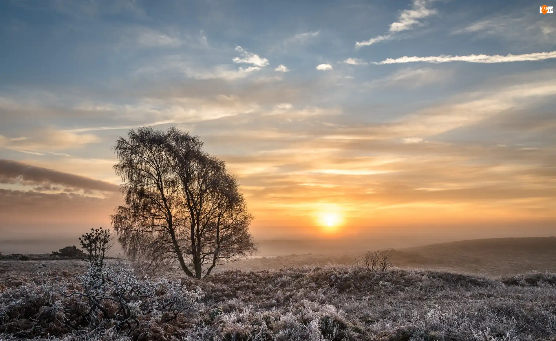 Zachód słońca, Łąka, Park Narodowy New Forest, Anglia, Drzewa