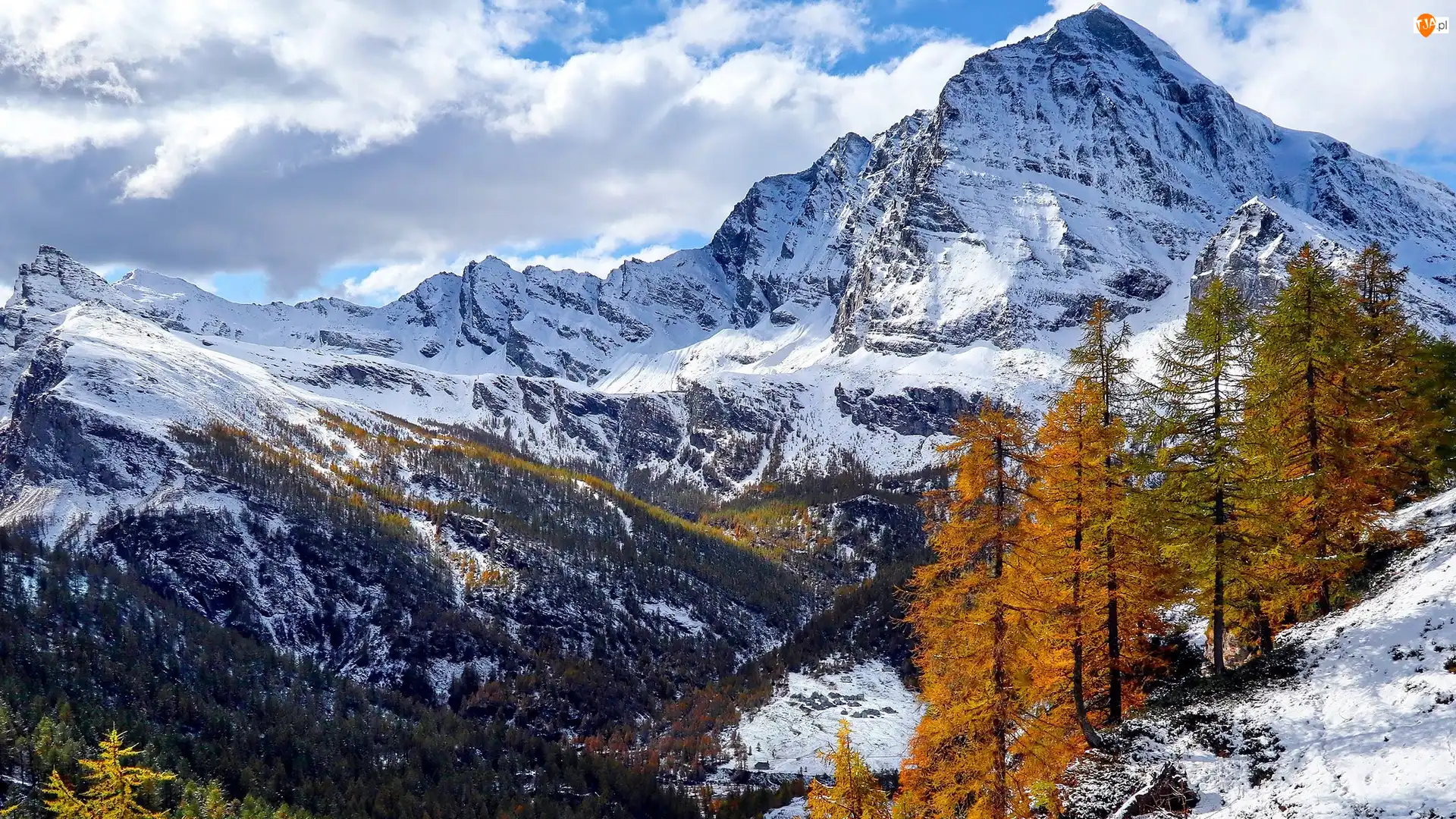 Modrzewie, Zima, Żółte, Park przyrody Alpe Veglia i Alpe Devero, Góry, Drzewa, Włochy, Śnieg