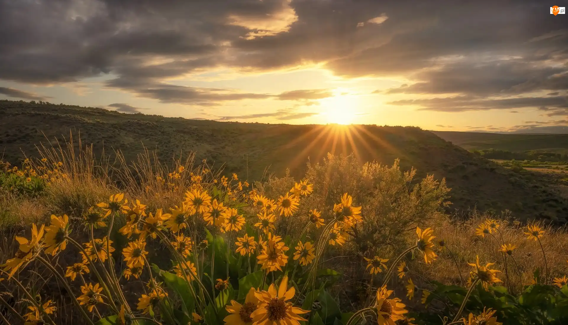 Krzewy, Pole, Kwiaty, Wschód słońca, Łąka, Balsamorhiza, Chmury, Żółte