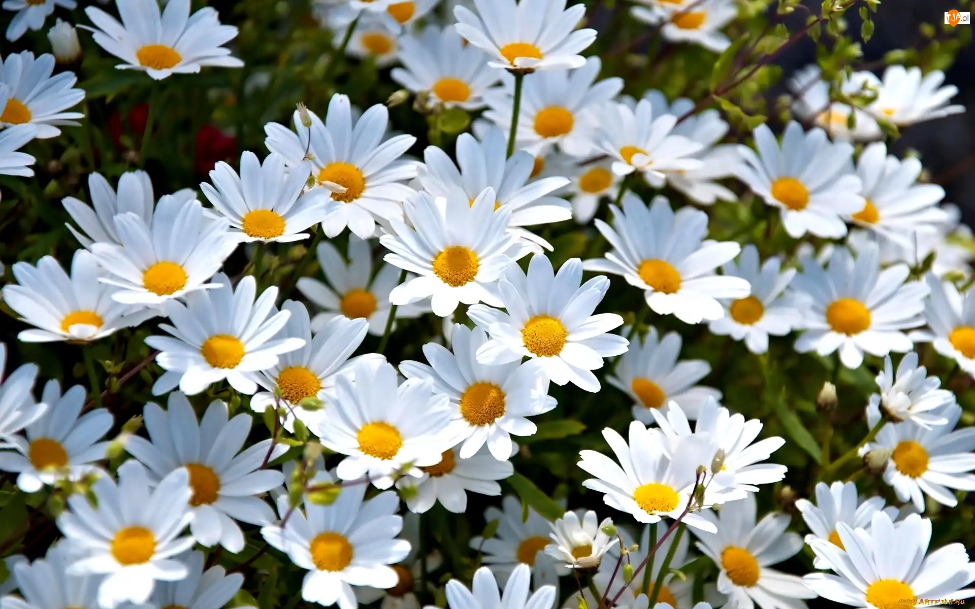Margerytki, Białe, Kwiaty