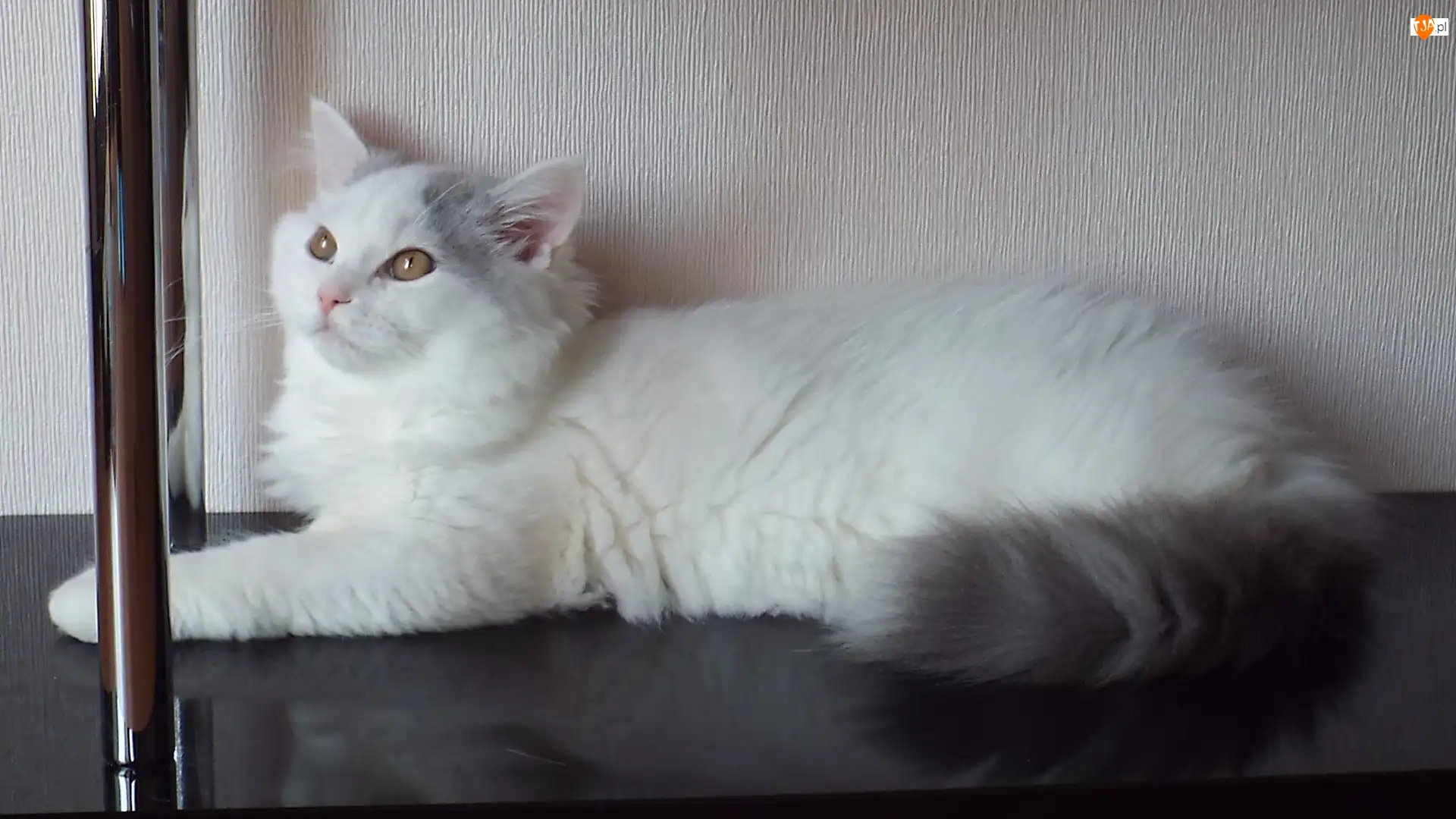 Regał, Kot, Maine, Coon