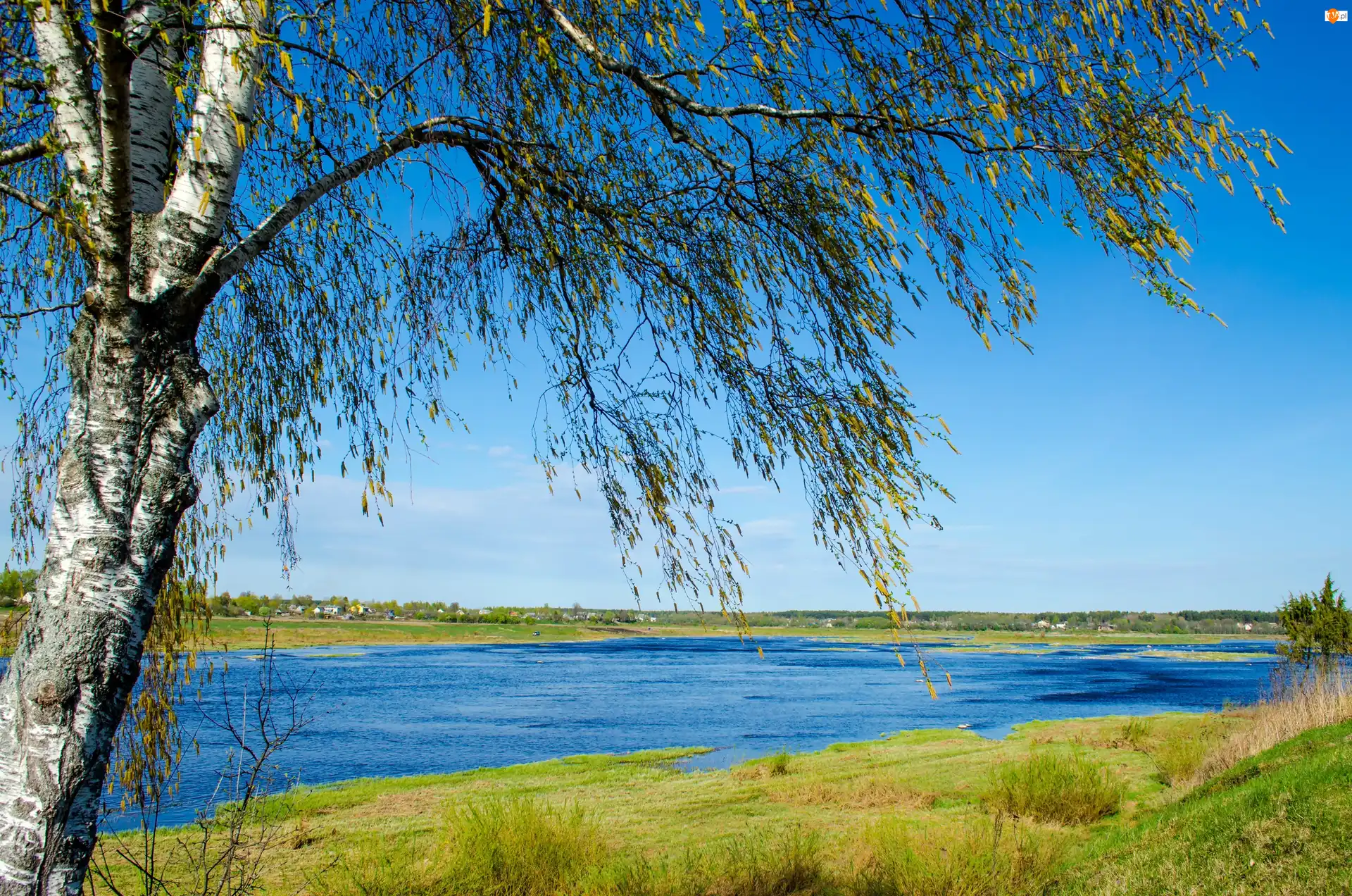 Trawa, Rzeka, Drzewo
