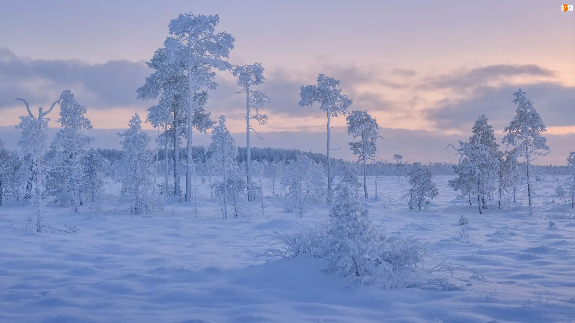 Drzewa, Śnieg, Zima, Ośnieżone