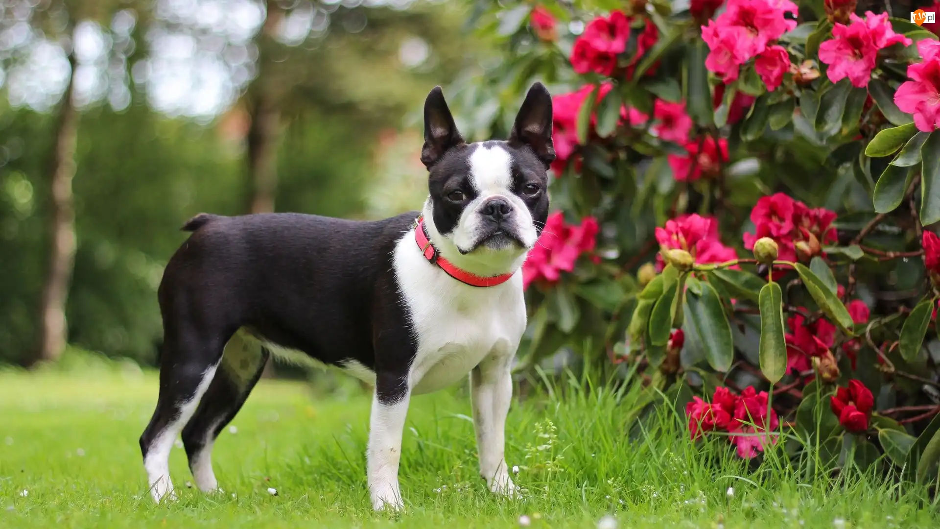 Rododendron, Pies, Boston terrier, Obroża