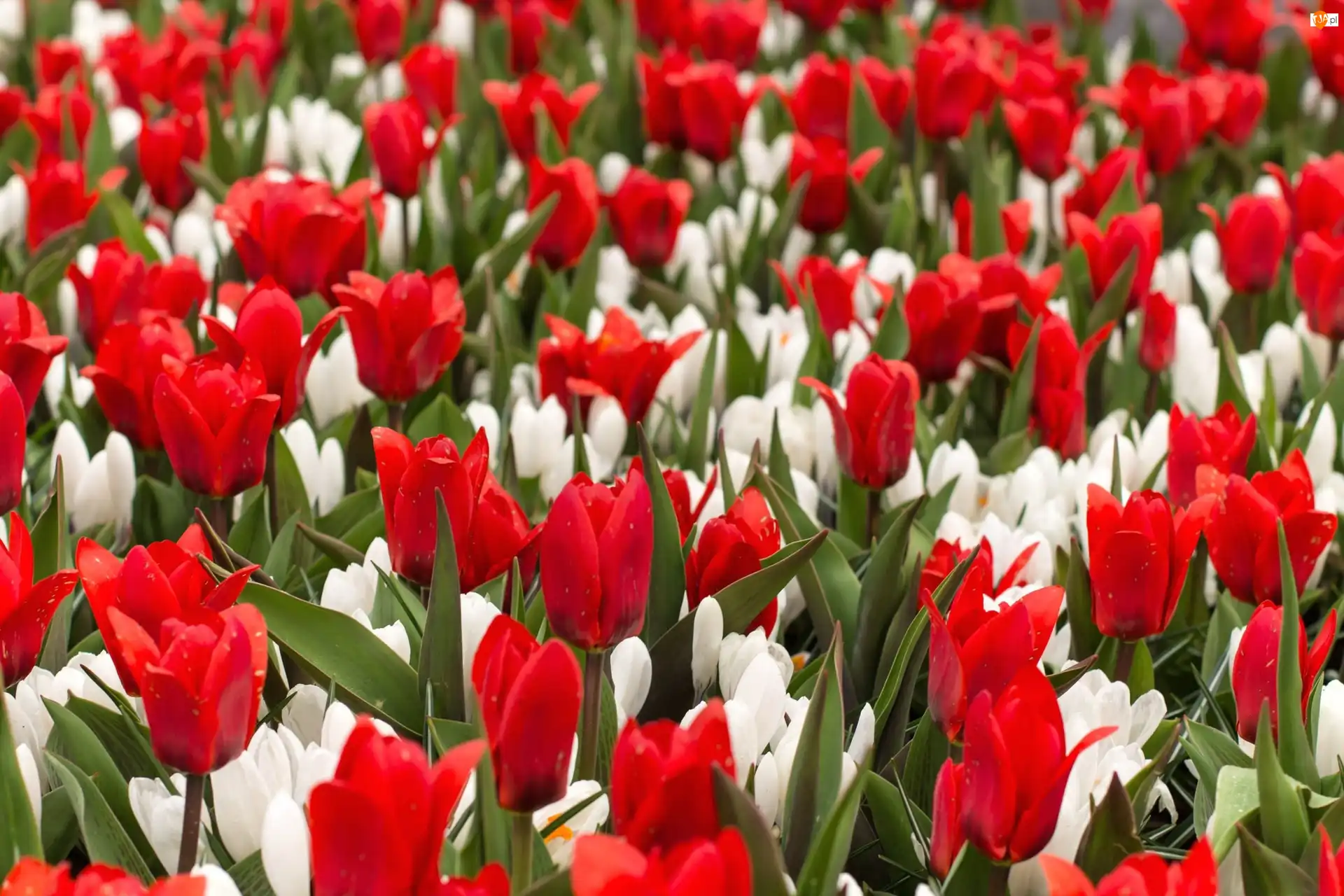 Tulipany, Kwiaty