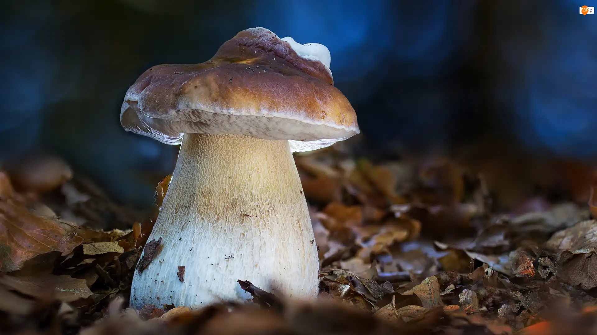Borowik, Grzyb, Liście, Tło, Ściółka, Rozmyte