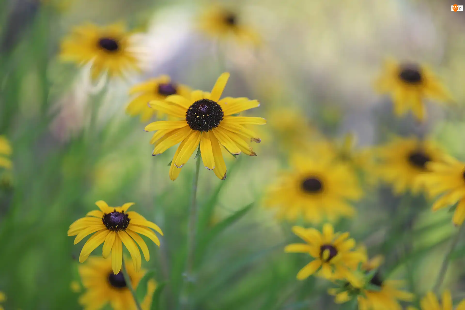 Kwiaty, Żółte, Rudbekia