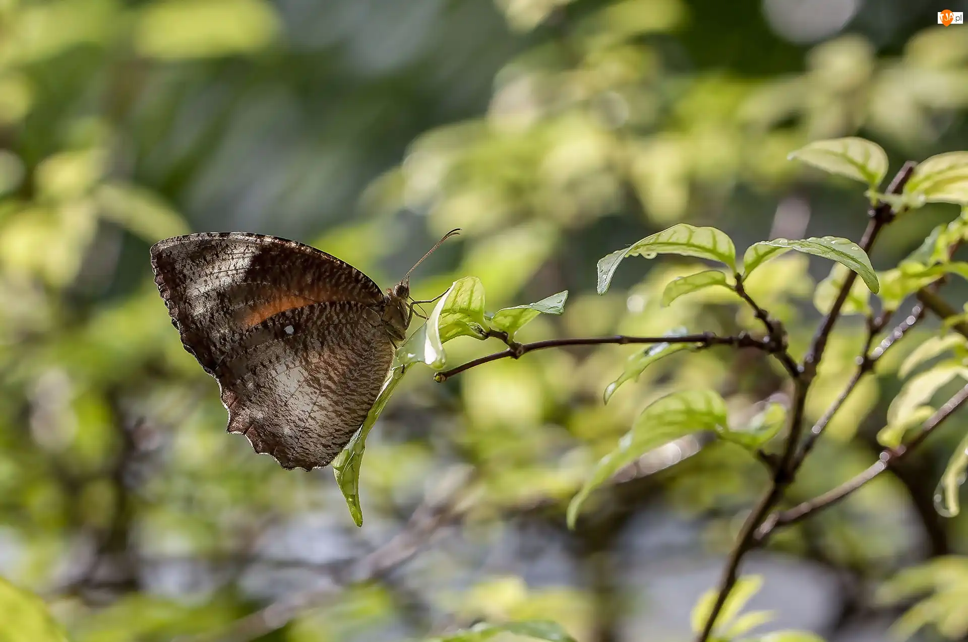 Liście, Brązowy, Motyl, Gałązka