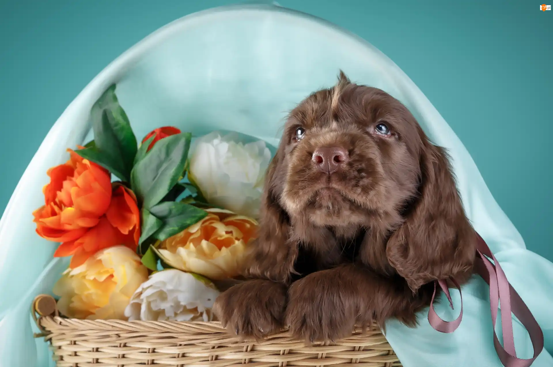Koszyk, Szczeniak, Spaniel, Kwiaty