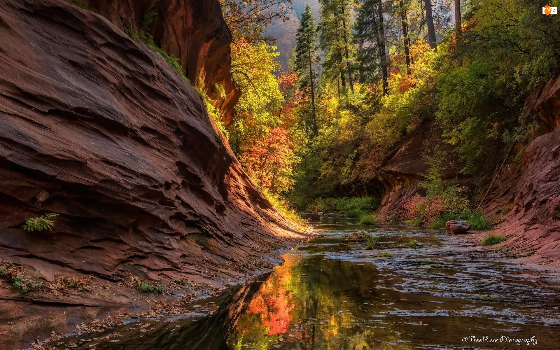 Drzewa, West Fork Oak Creek, Stany Zjednoczone, Rzeka, Sedona, Jesień, Skały, Arizona