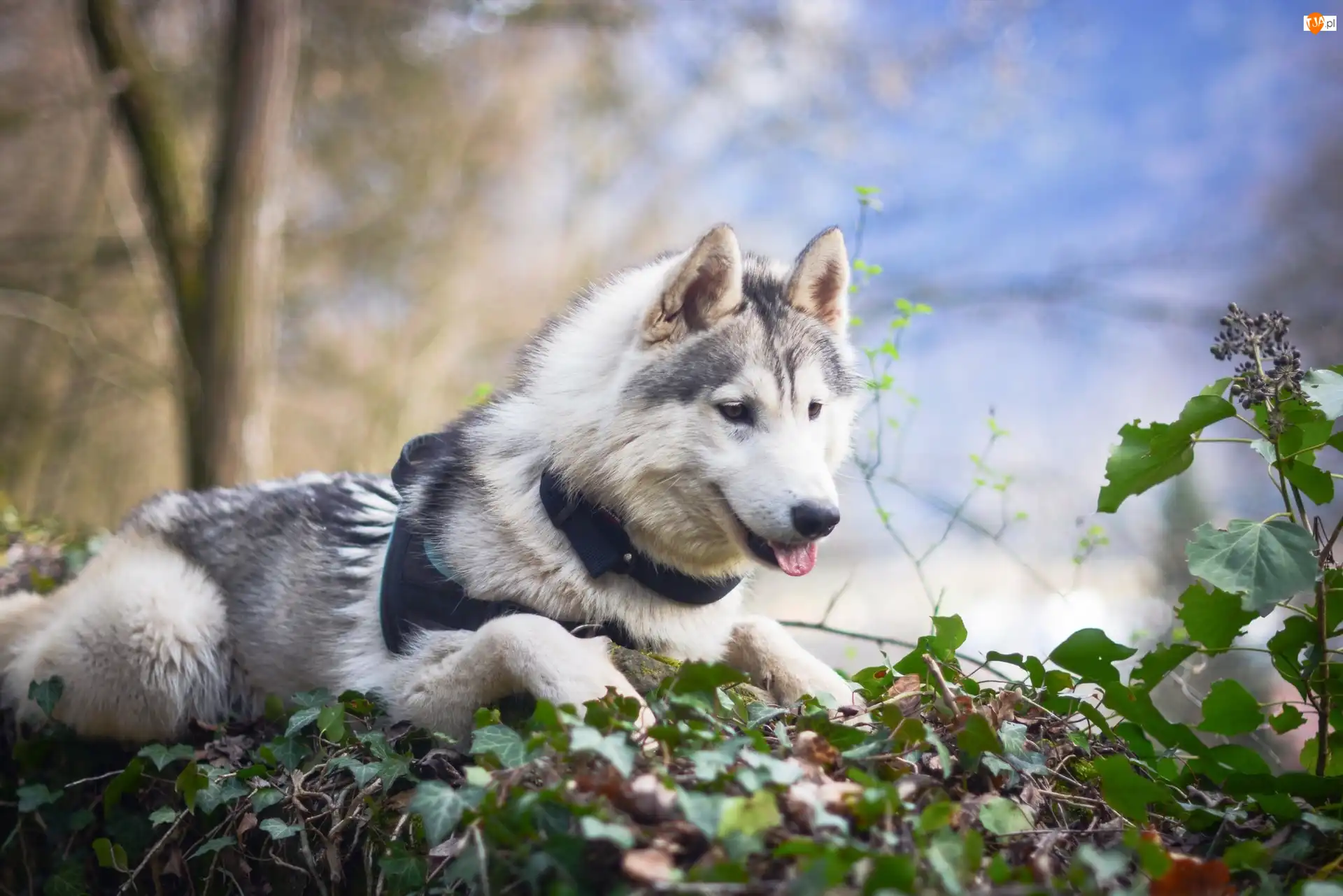 Liście, Pies, Siberian husky, Drzewa