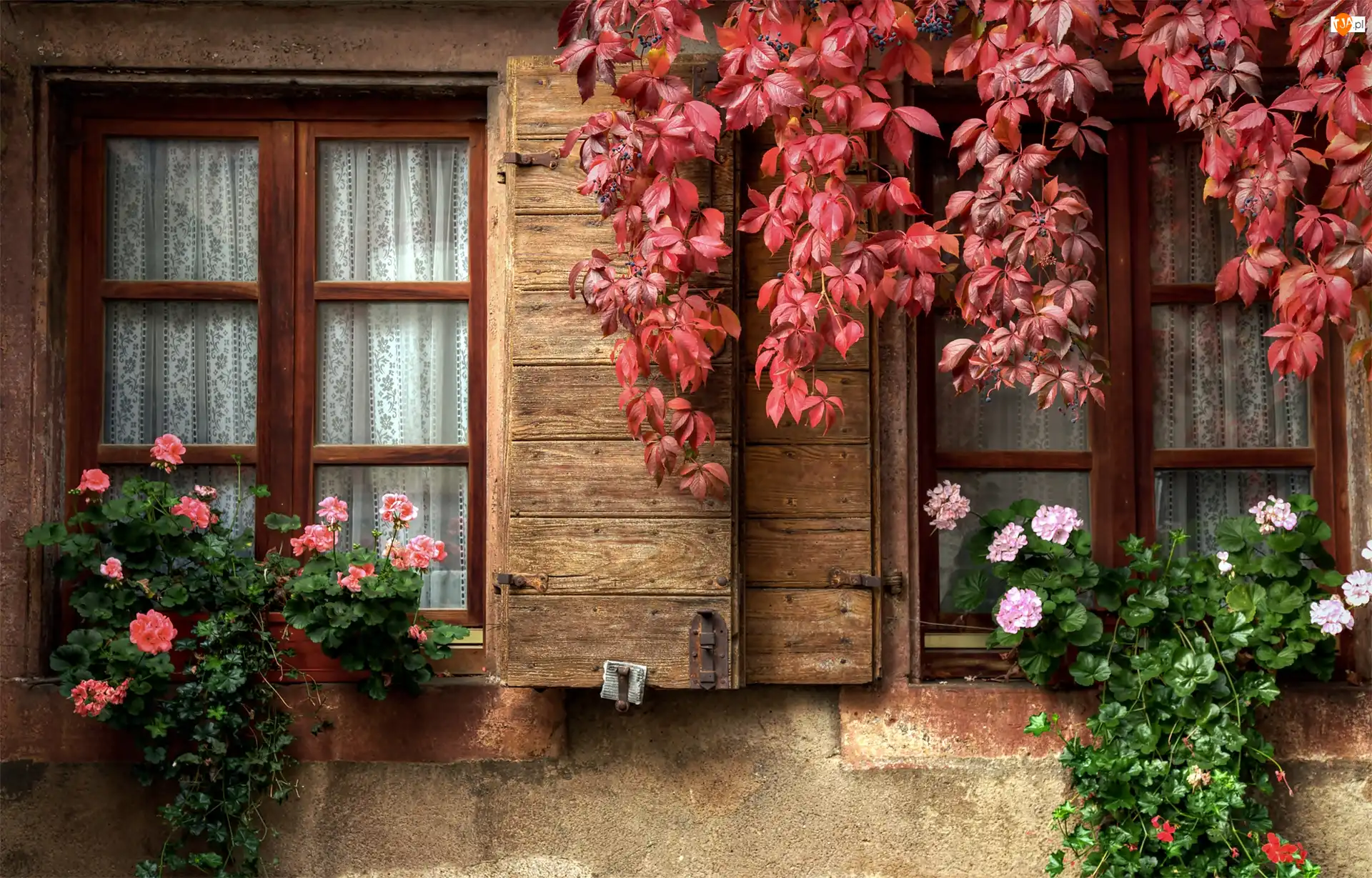 Kwiaty, Okna, Pelargonie, Dom Liście, Liście, Fasada