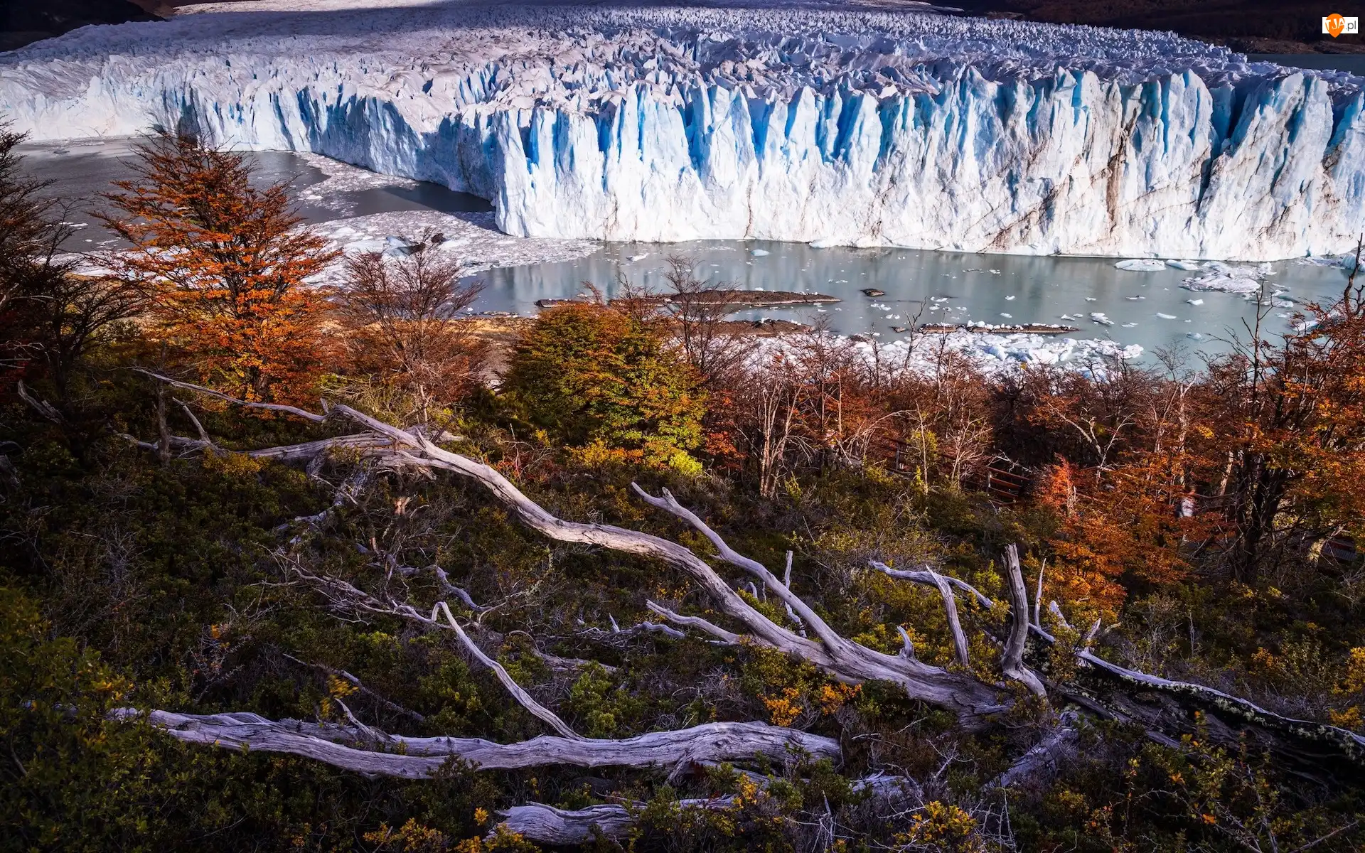 Patagonia, Lodowiec, Konary, Argentyna, Drzewa, Jesień, Perito Moreno