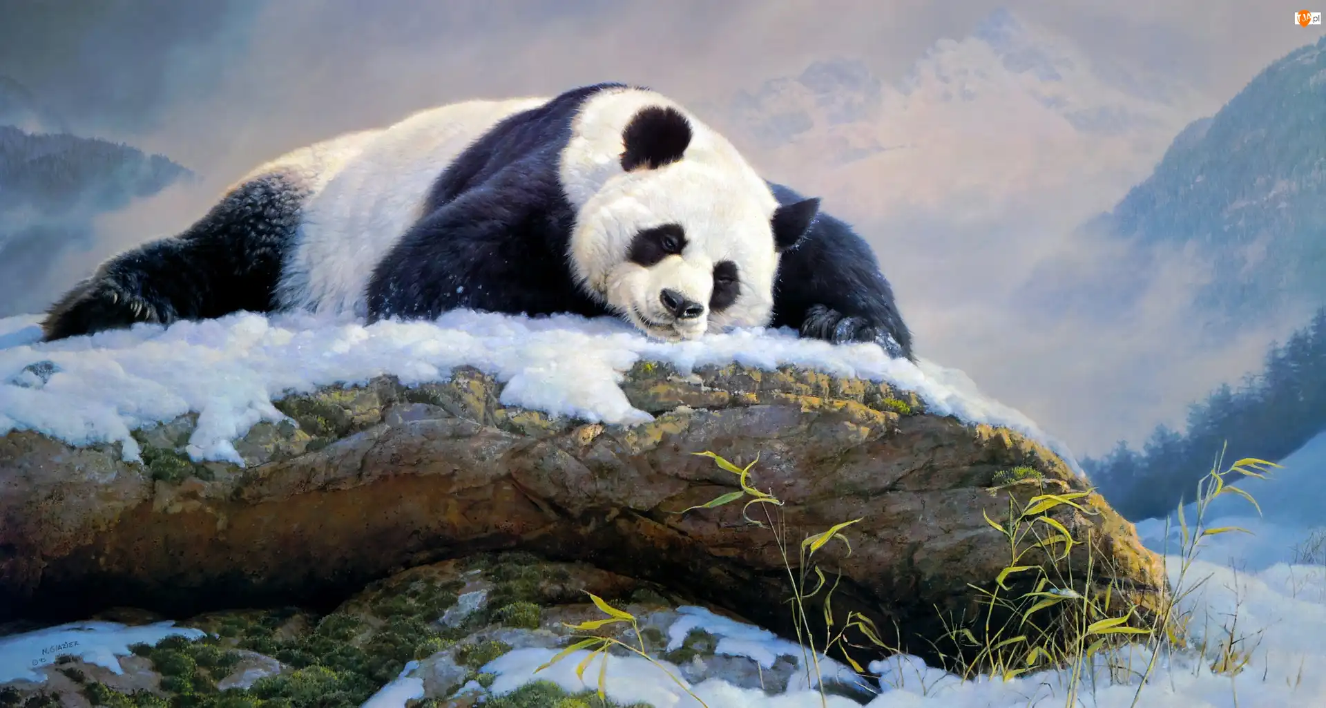 Śnieg, Nancy Glazier, Skała, Panda wielka, Malarstwo