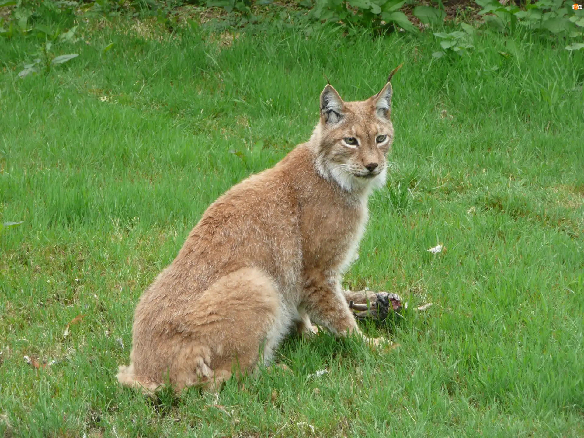 Trawa, Ryś