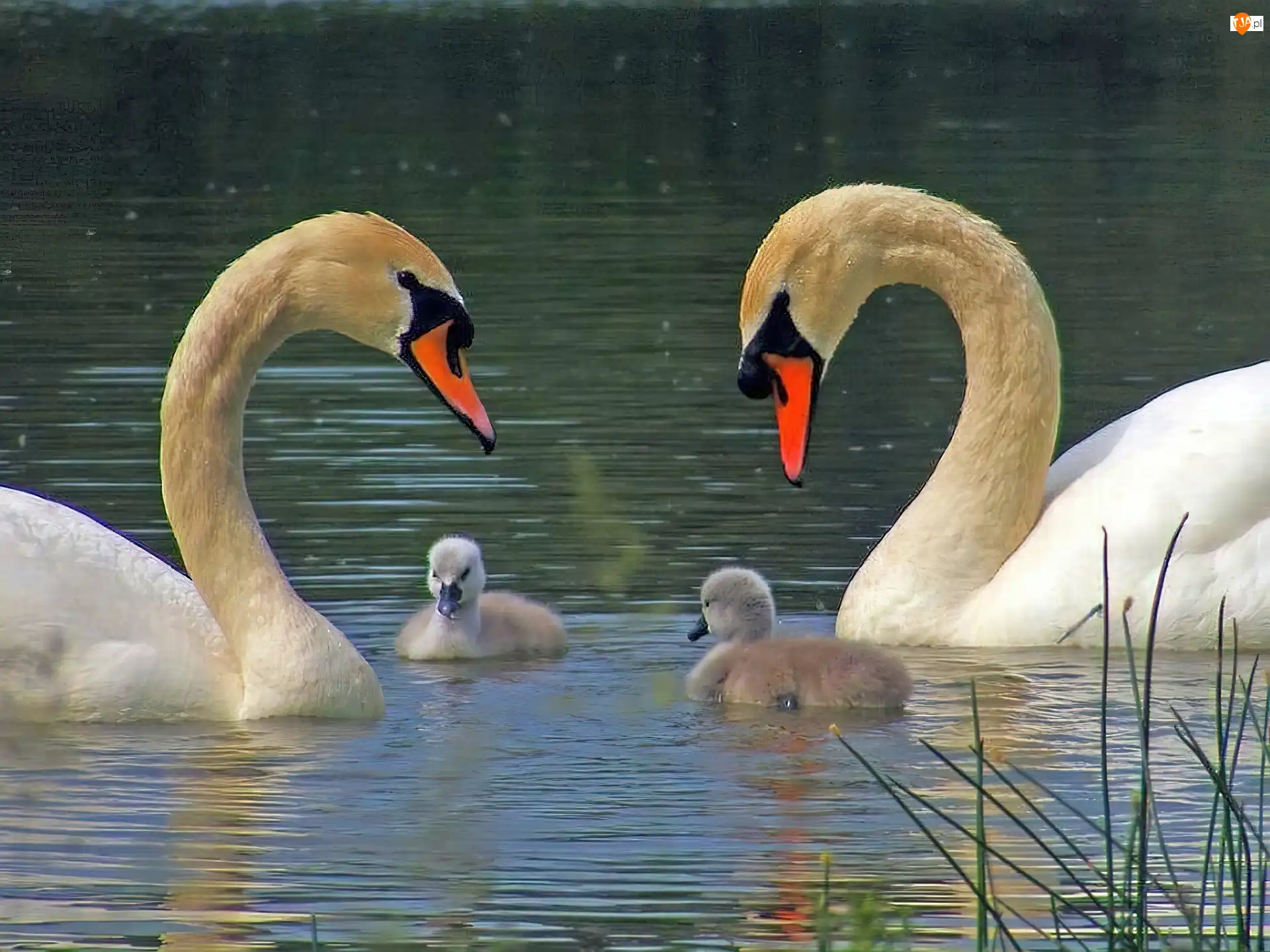 Jezioro, Dwa, Łabędzie, Małe