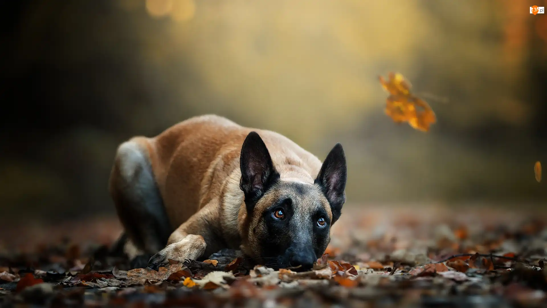 Liście, Leżący, Pies, Owczarek belgijski Malinois