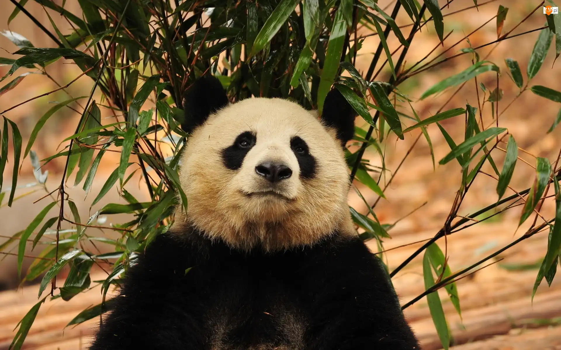 Listki, Miś, Panda, Gałęzie