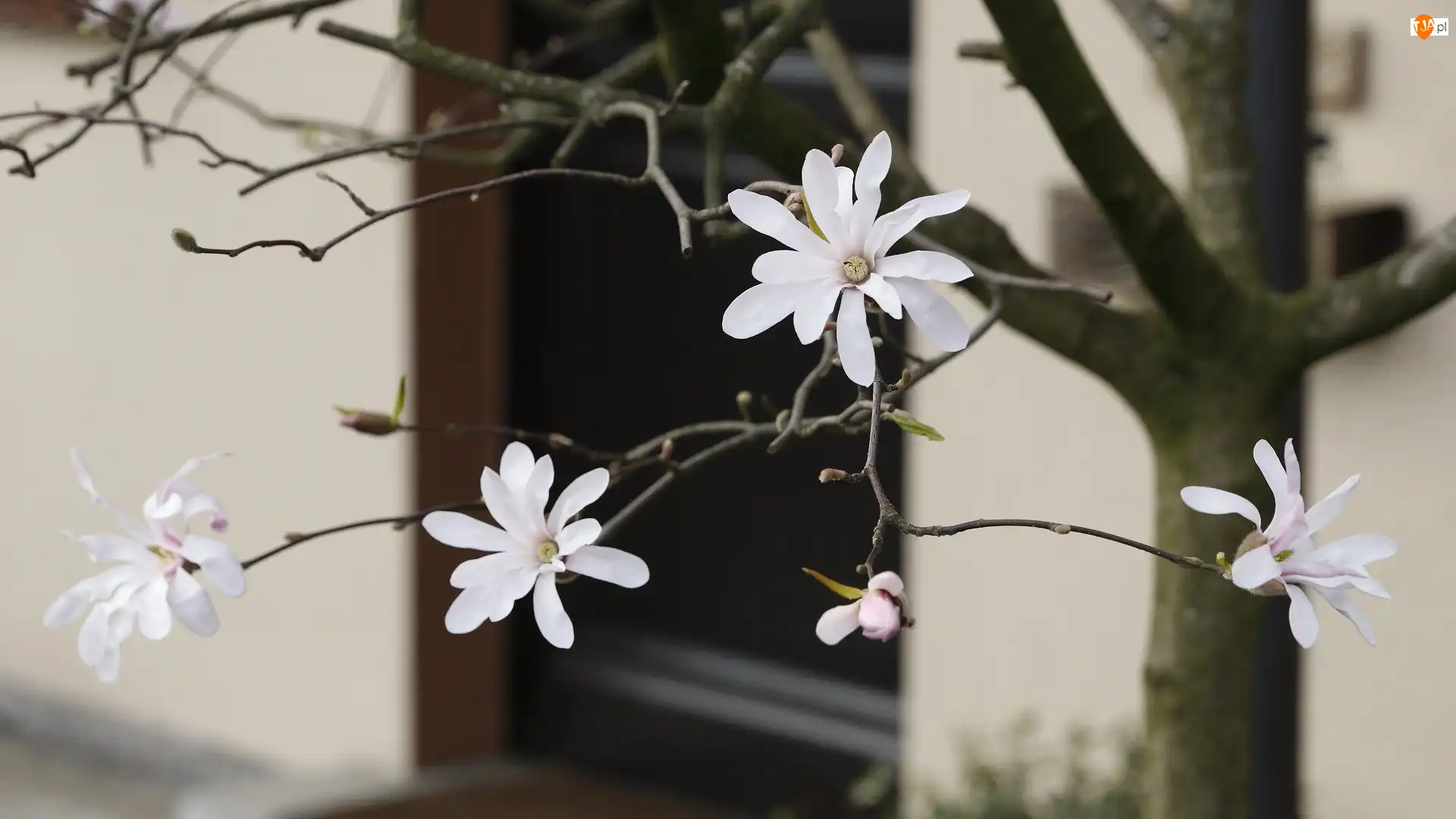Białe, Magnolia, Gałęzie, Drzewo, Kwiaty
