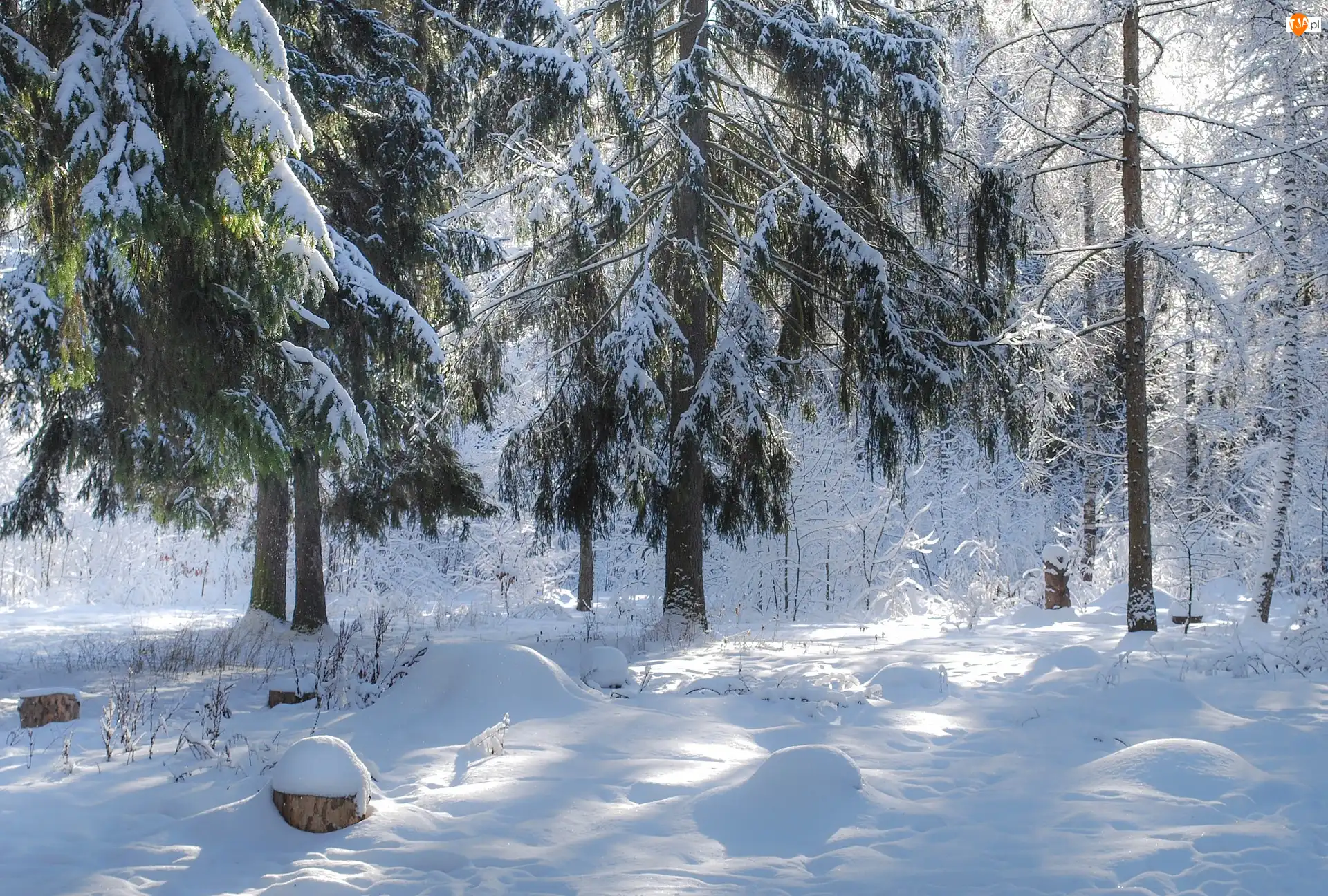 Las, Zima, Drzewa, Śnieg, Ośnieżone, Rośliny