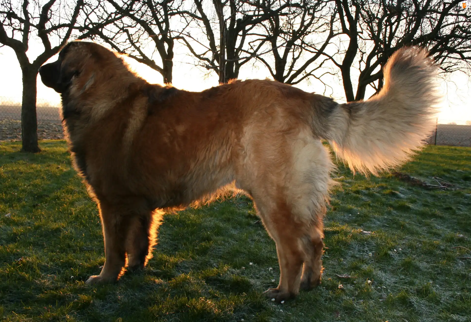 Leonberger, Dorosły