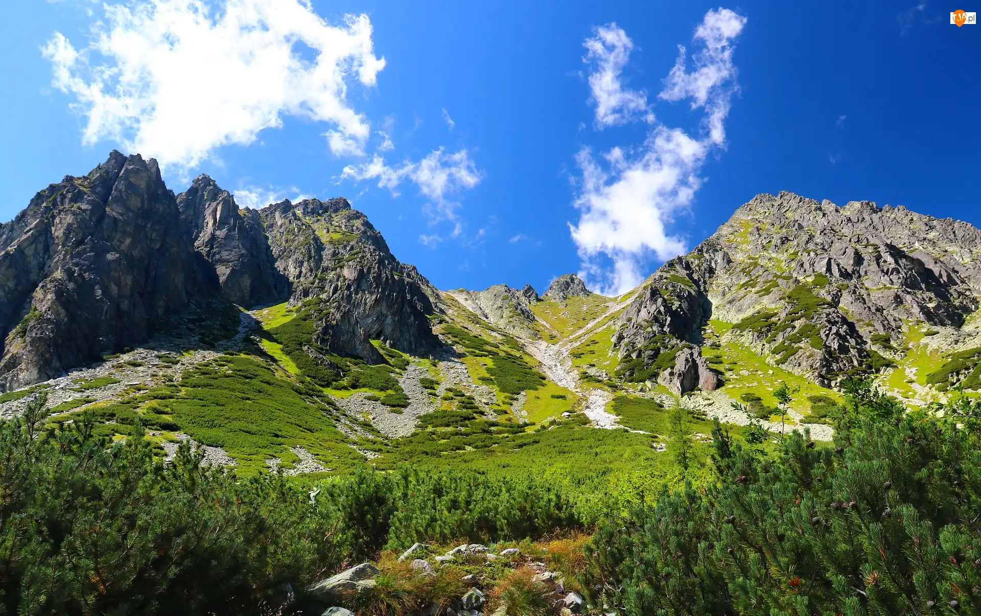 Tatry, Góry, Drzewa, Słowacja, Szczyty, Lasy